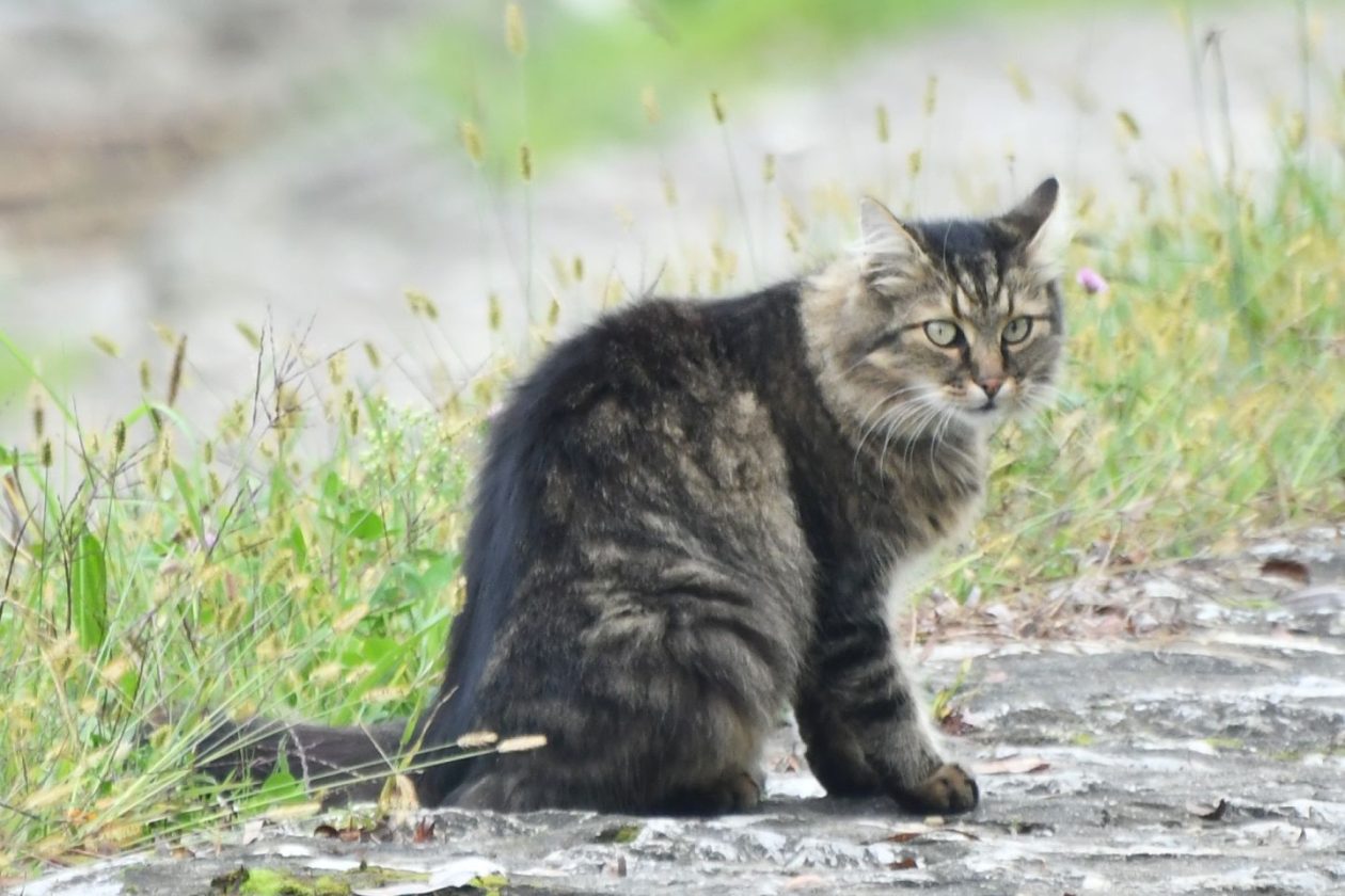 Klikom uz muru 26 (4)