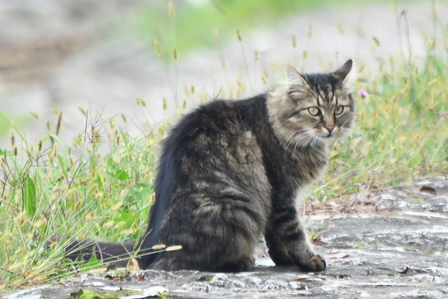 Klikom uz muru 26 (4)