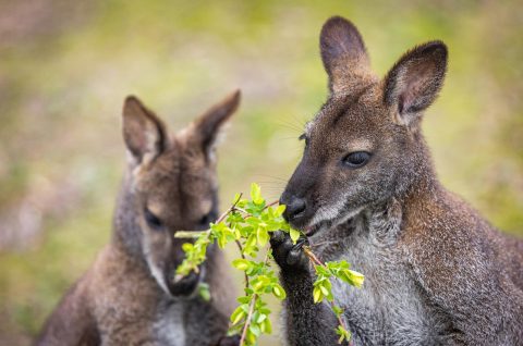 Davor Javorovic/PIXSELL valabi klokan