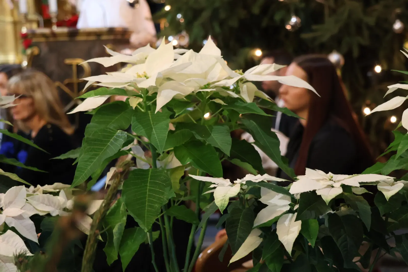 Koncert zborova, Prelog, božić, crkva sv jakoba 2025 (28)