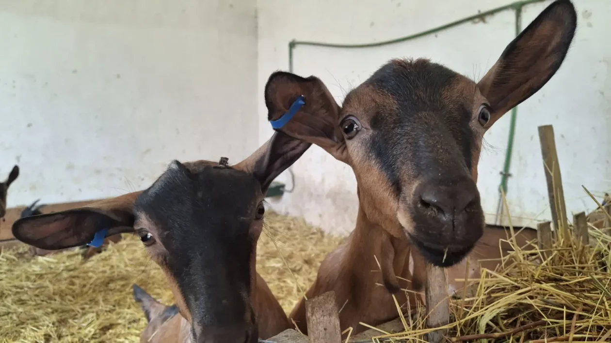 Koze i mi, Čičko, Donji Kraljevec, kozji sir (10) Koze i mi, Čičko, Donji Kraljevec, kozji sir (10)