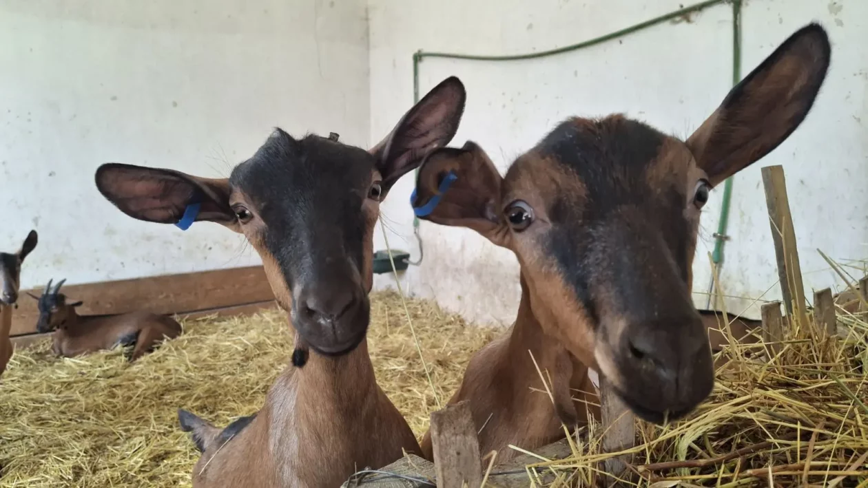Koze i mi, Čičko, Donji Kraljevec, kozji sir (11) Koze i mi, Čičko, Donji Kraljevec, kozji sir (11)