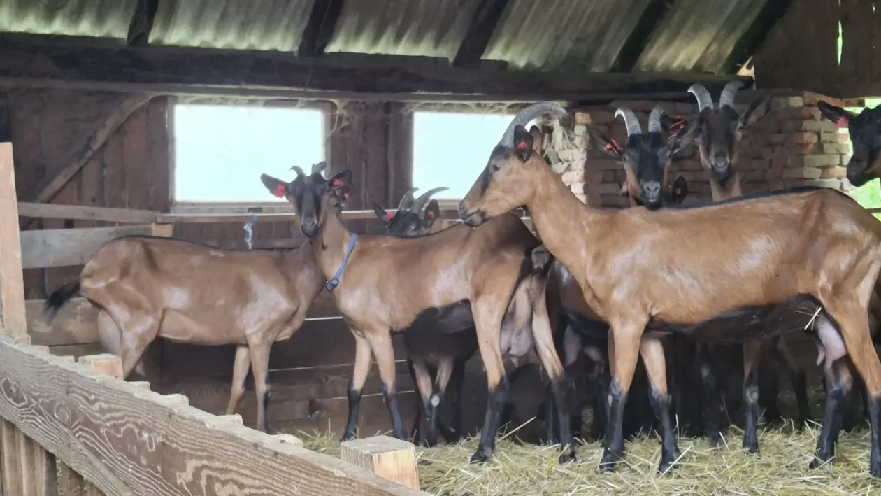 Koze i mi, Čičko, Donji Kraljevec, kozji sir (6) Koze i mi, Čičko, Donji Kraljevec, kozji sir (6)