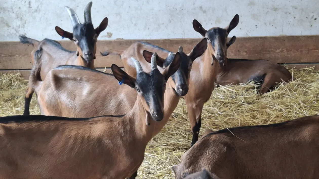 Koze i mi, Čičko, Donji Kraljevec, kozji sir (8) Koze i mi, Čičko, Donji Kraljevec, kozji sir (8)