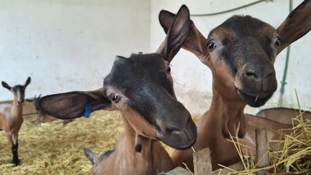Koze i mi, Čičko, Donji Kraljevec, kozji sir (9) Koze i mi, Čičko, Donji Kraljevec, kozji sir (9)
