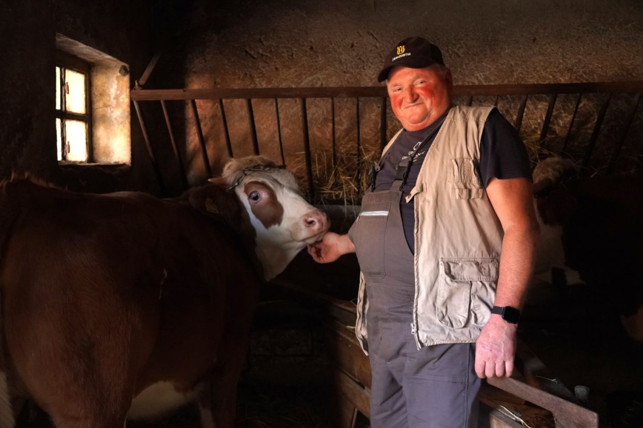 Krava i Željko Mesarić (3)