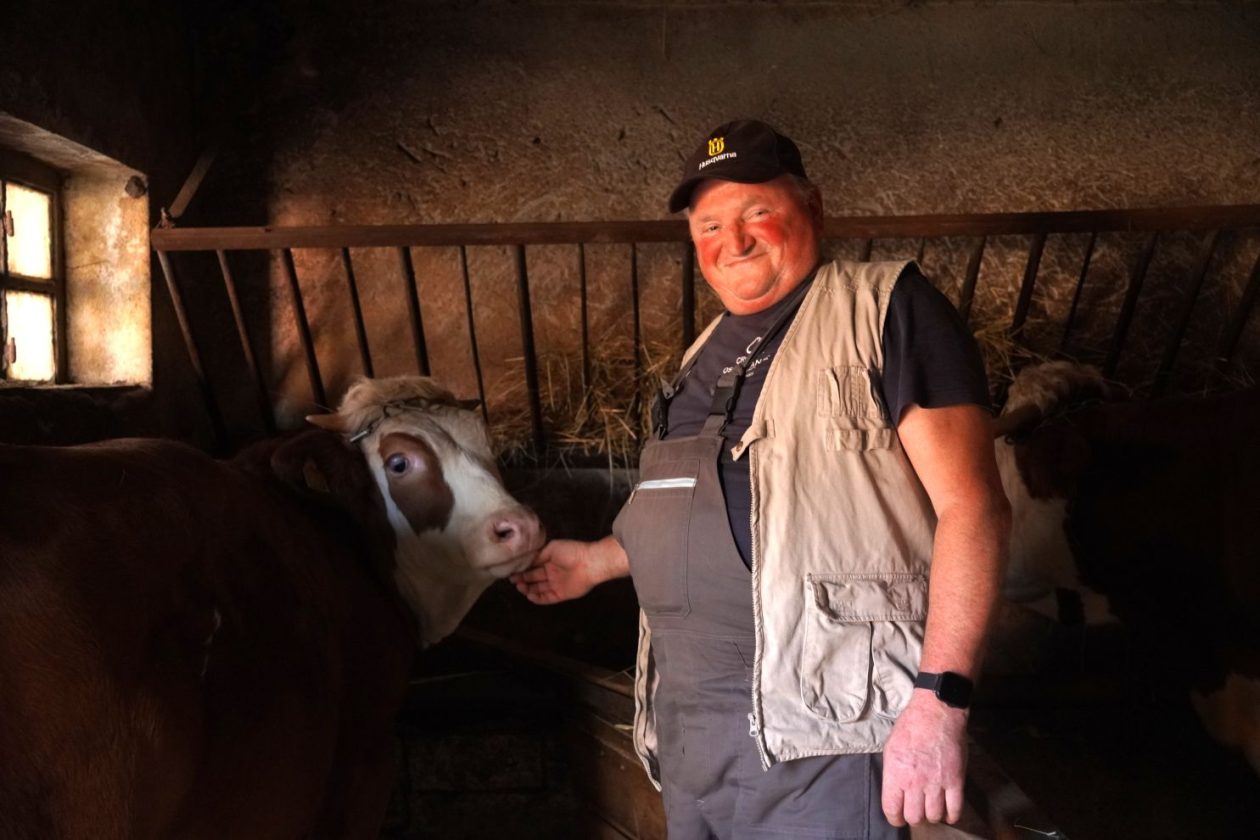 Krava i Željko Mesarić (4)