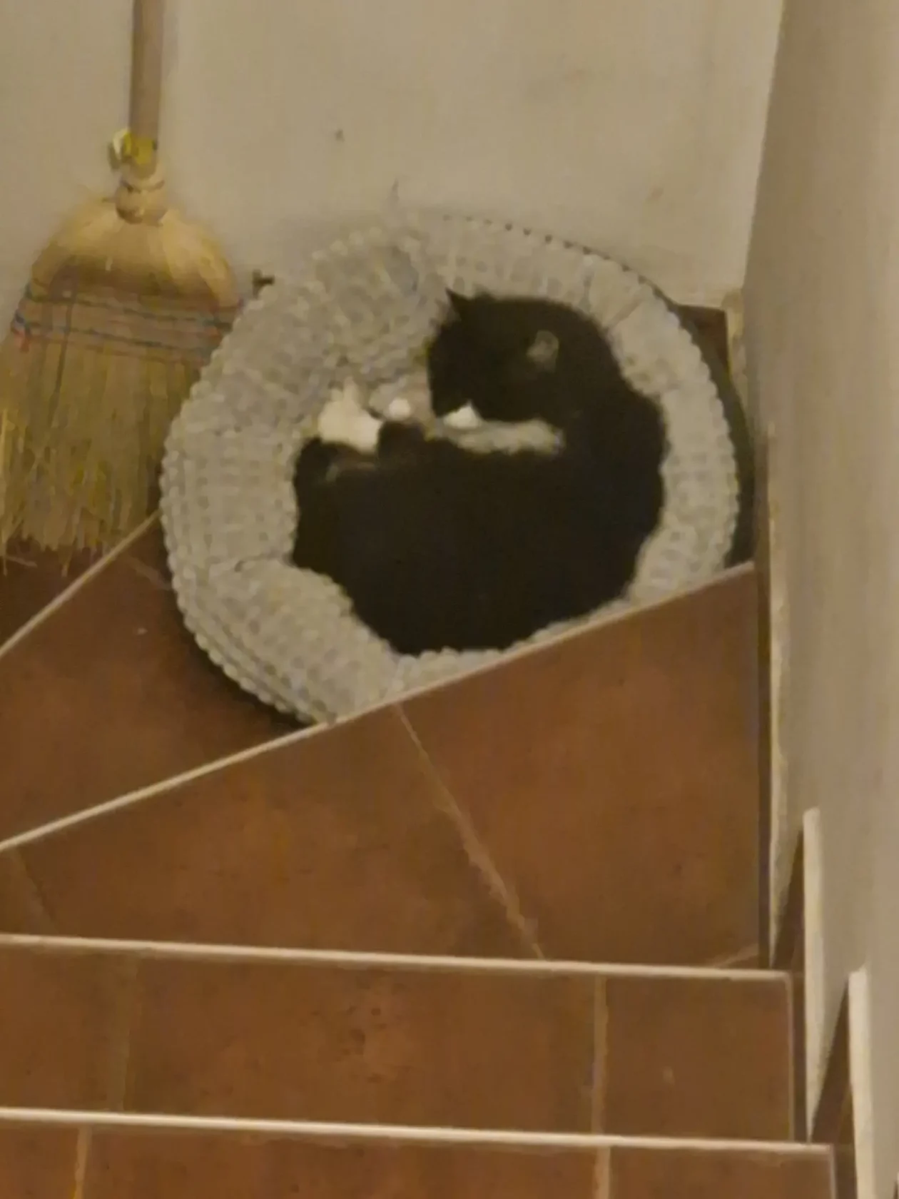 Kućni ljubimci, odmor, spavanje, foto čitatelja (1)