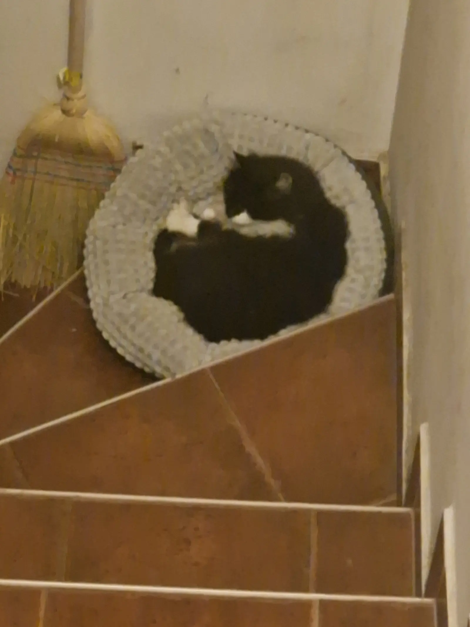 Kućni ljubimci, odmor, spavanje, foto čitatelja (1)