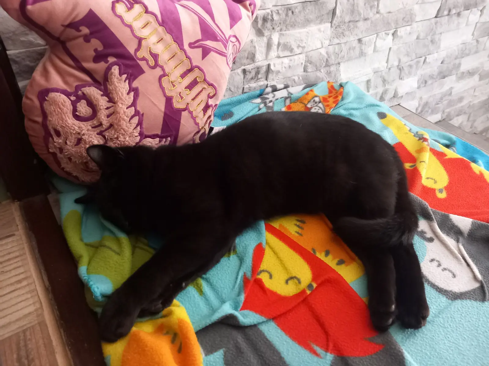 Kućni ljubimci, odmor, spavanje, foto čitatelja (10)