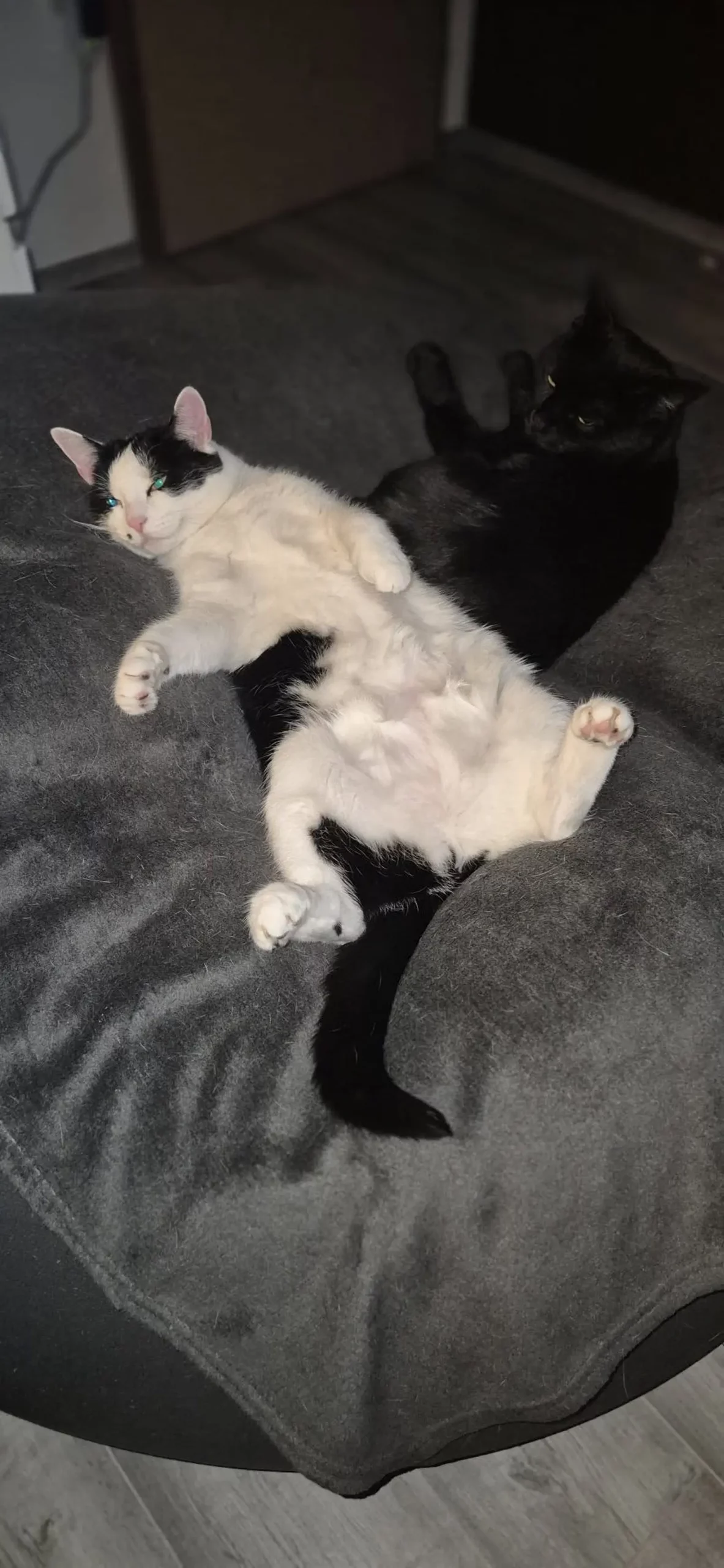 Kućni ljubimci, odmor, spavanje, foto čitatelja (11)