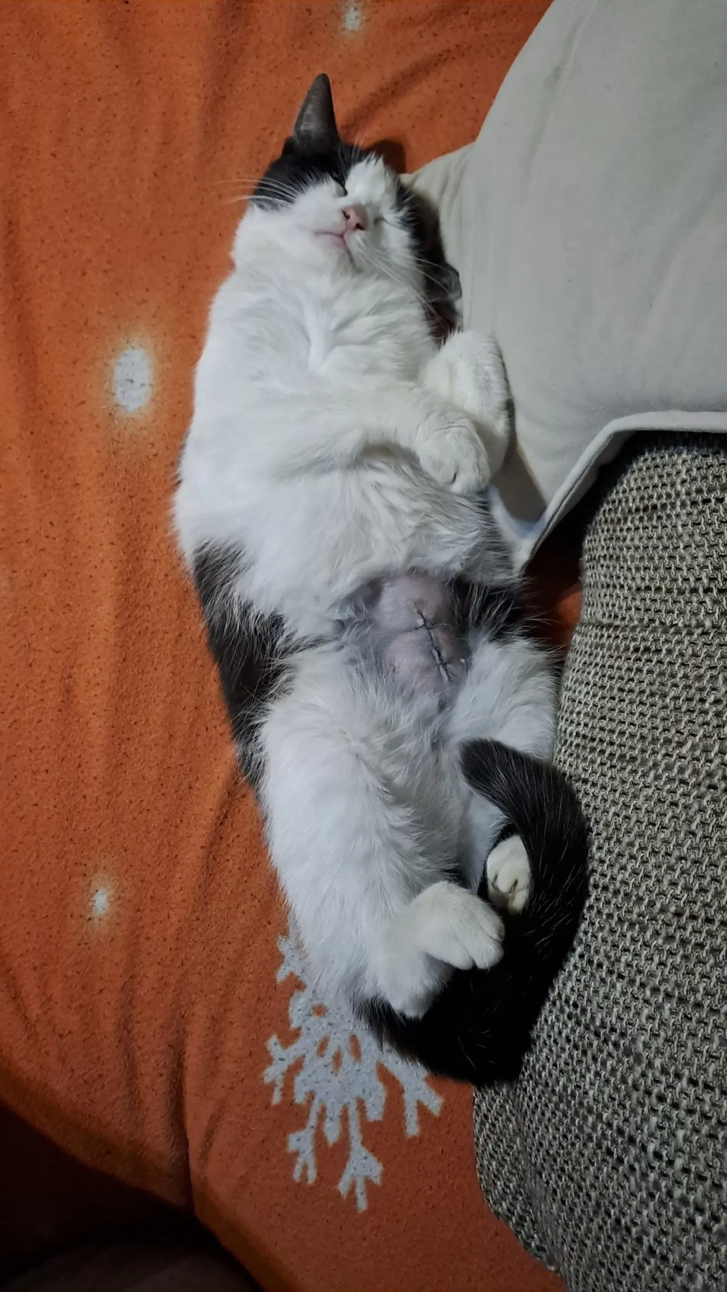 Kućni ljubimci, odmor, spavanje, foto čitatelja (12)