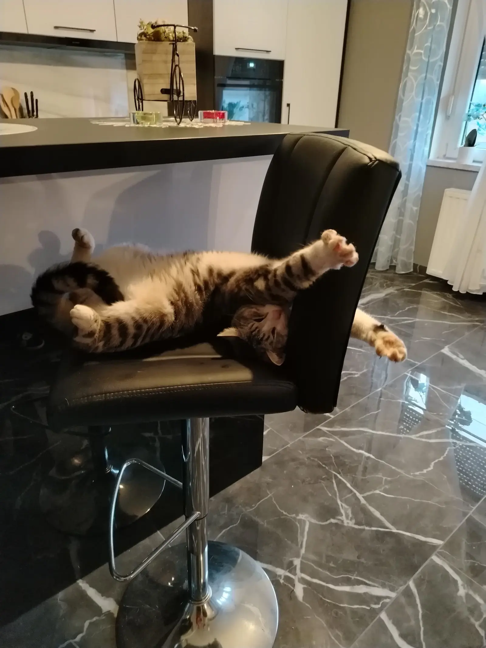 Kućni ljubimci, odmor, spavanje, foto čitatelja (13)