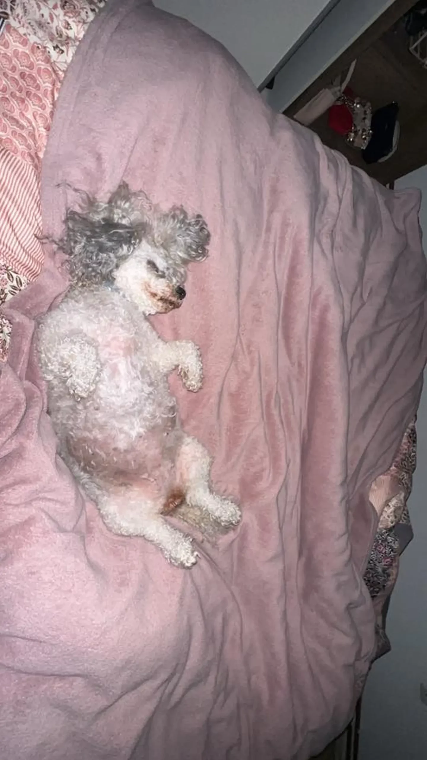 Kućni ljubimci, odmor, spavanje, foto čitatelja (14)