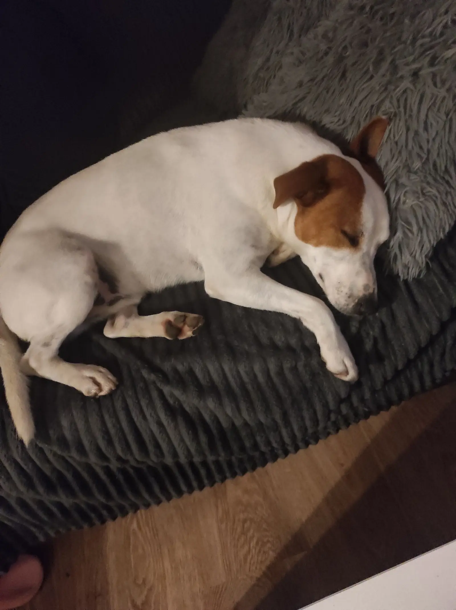 Kućni ljubimci, odmor, spavanje, foto čitatelja (15)