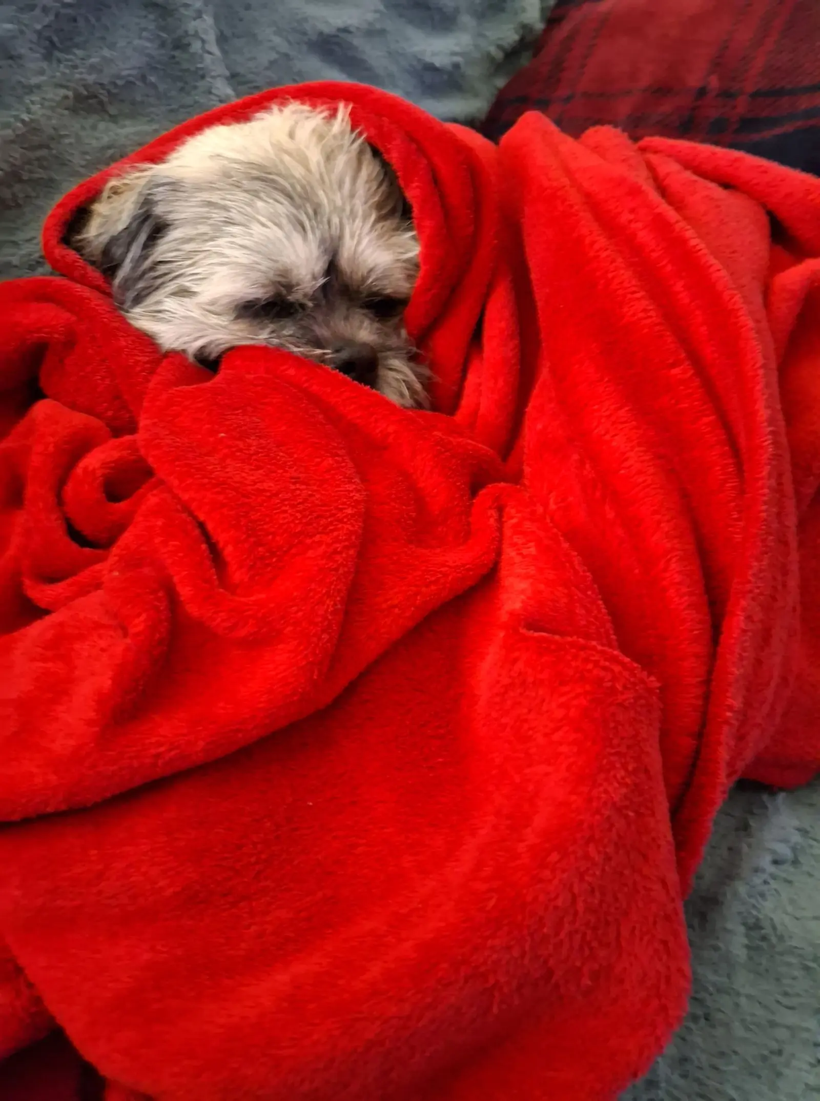 Kućni ljubimci, odmor, spavanje, foto čitatelja (16)