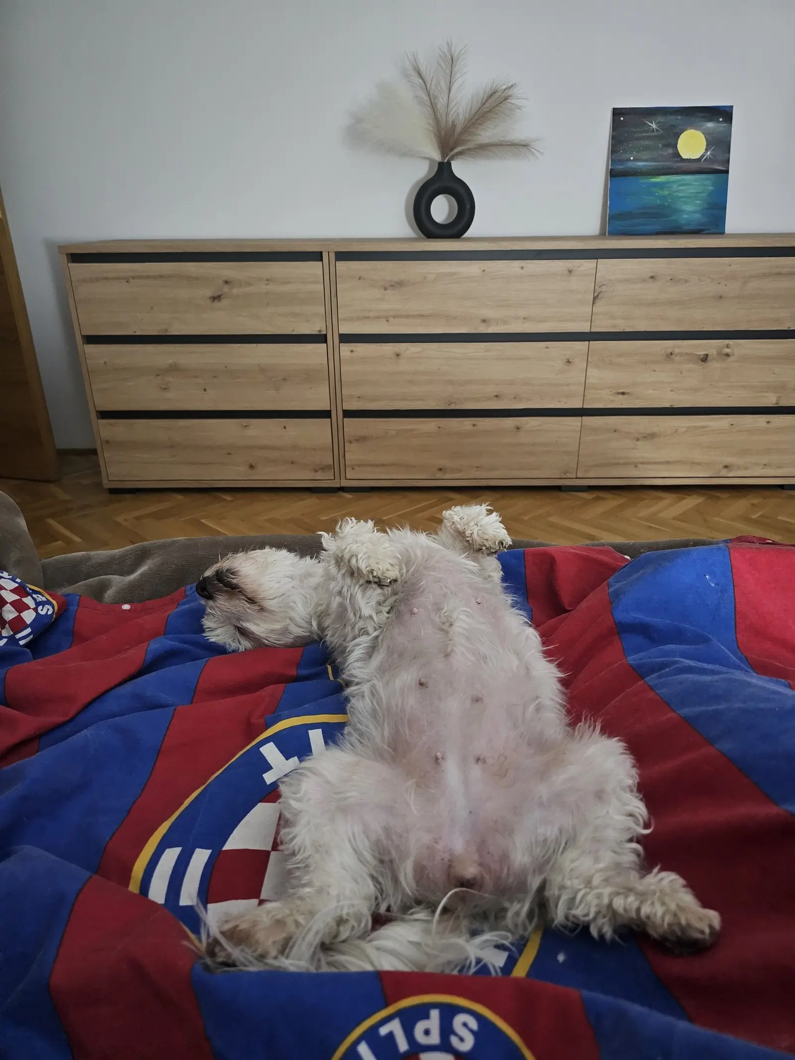 Kućni ljubimci, odmor, spavanje, foto čitatelja (17)