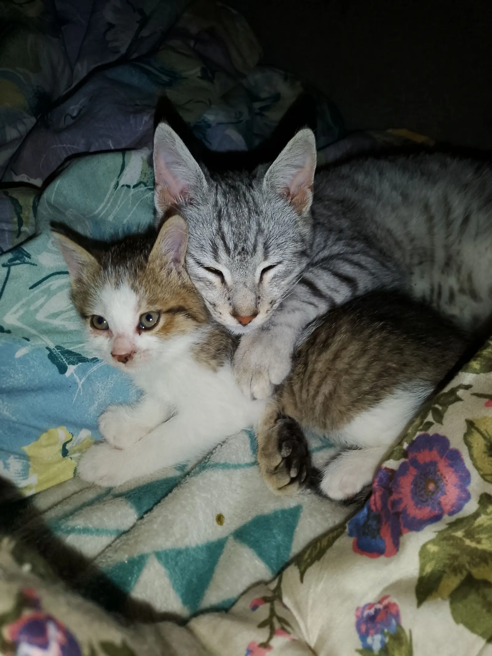 Kućni ljubimci, odmor, spavanje, foto čitatelja (18)