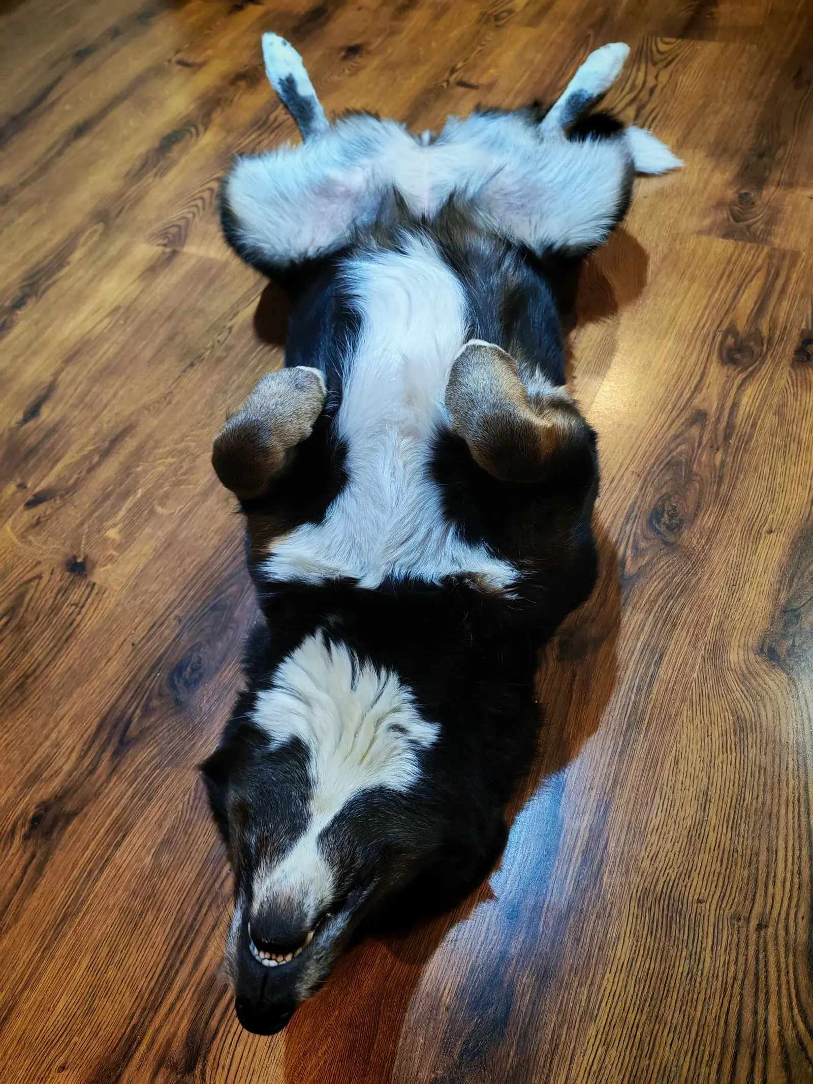 Kućni ljubimci, odmor, spavanje, foto čitatelja (19)