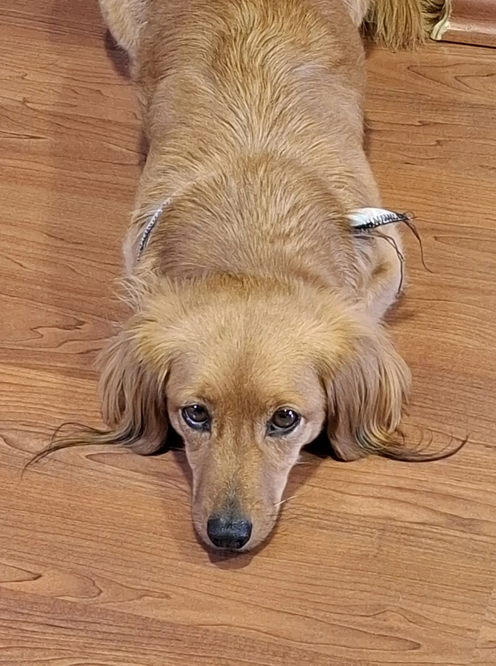 Kućni ljubimci, odmor, spavanje, foto čitatelja (2)