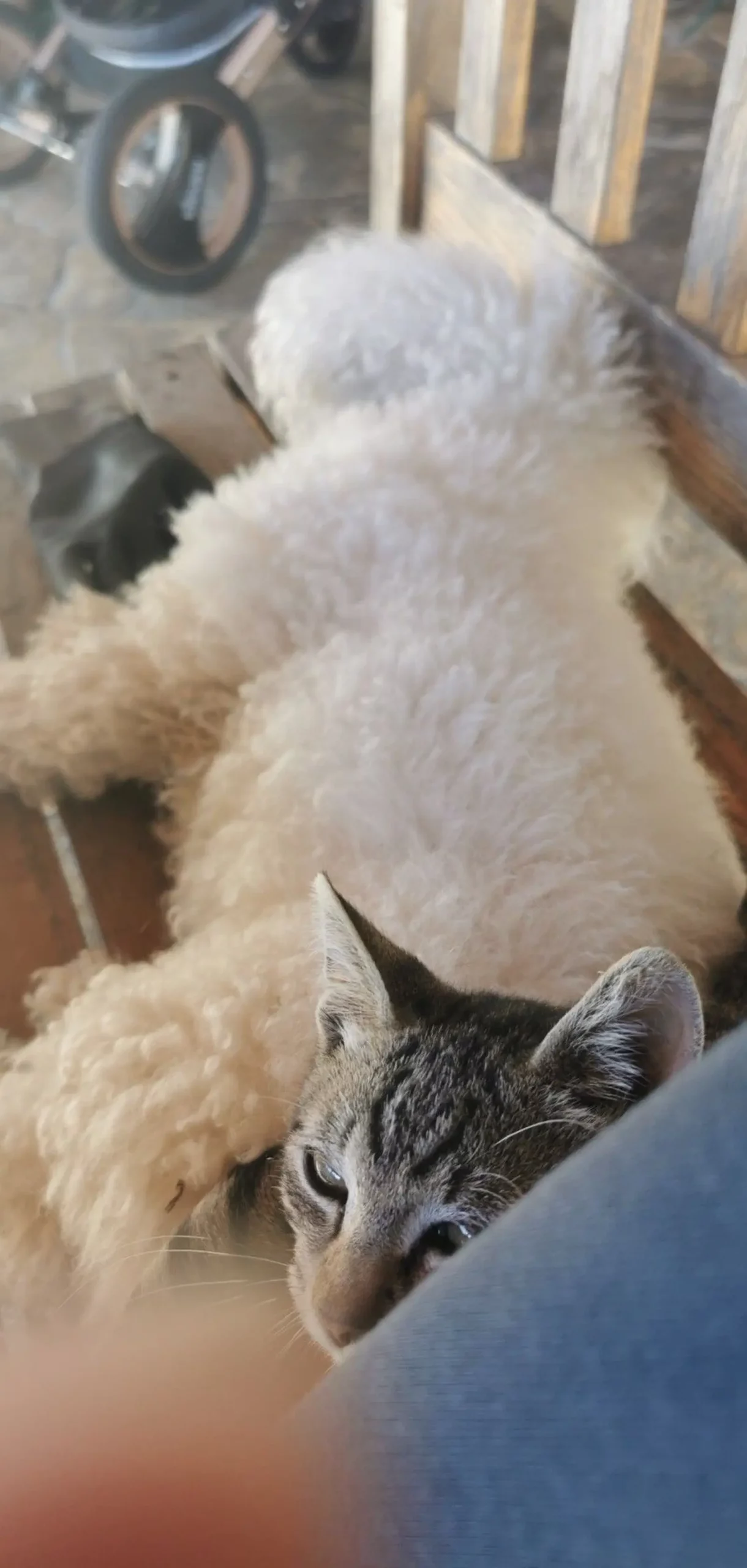 Kućni ljubimci, odmor, spavanje, foto čitatelja (20)