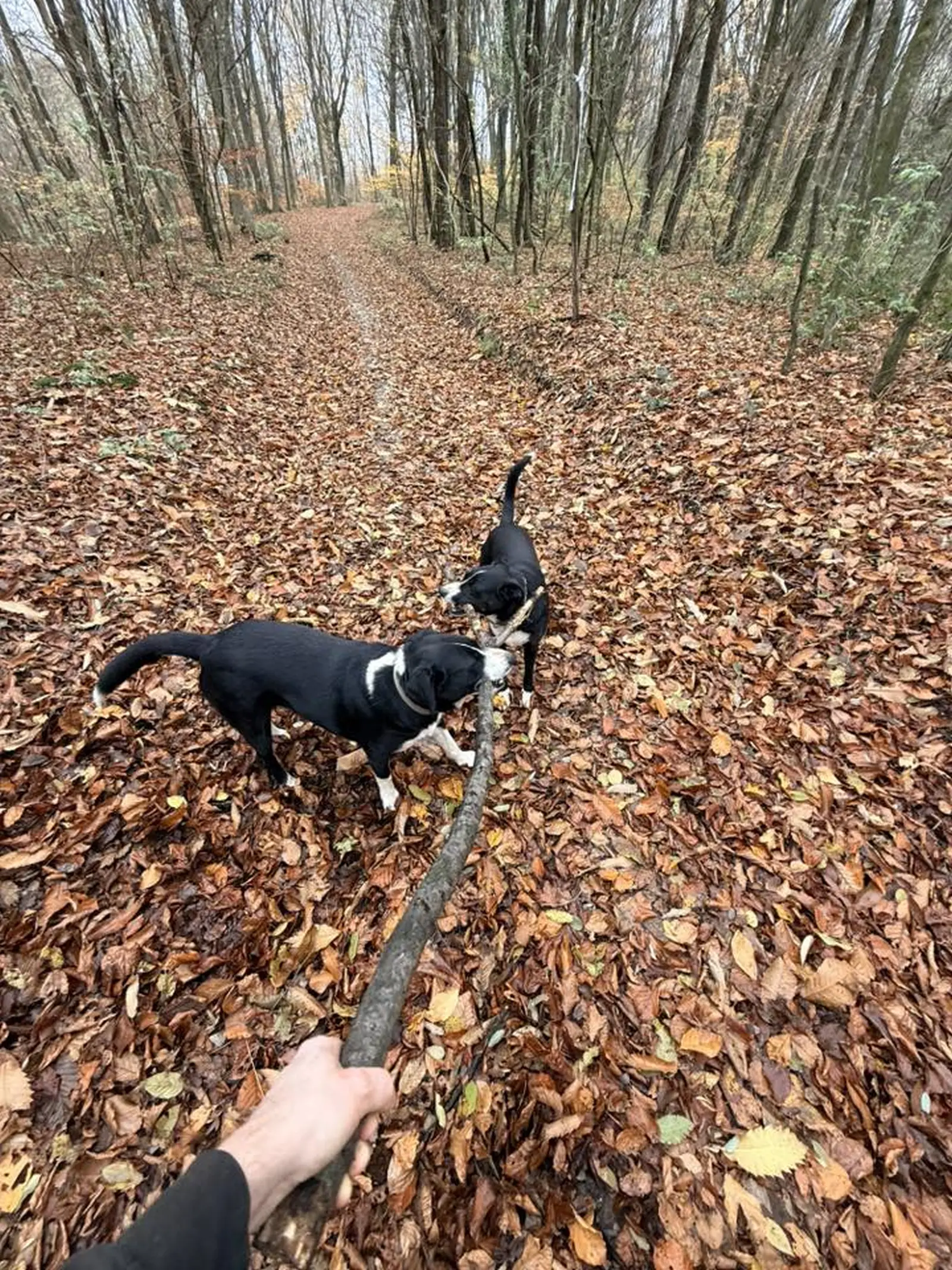 Kućni ljubimci, odmor, spavanje, foto čitatelja (21)
