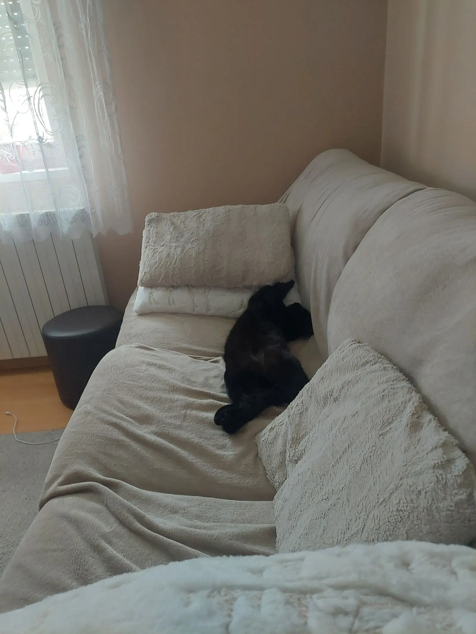 Kućni ljubimci, odmor, spavanje, foto čitatelja (22)