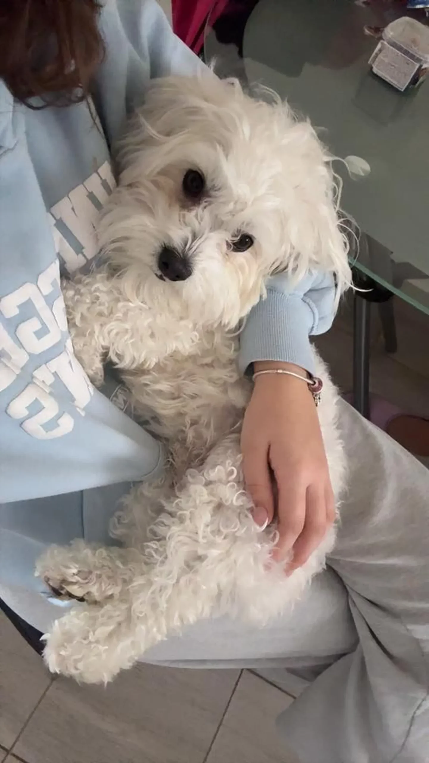 Kućni ljubimci, odmor, spavanje, foto čitatelja (23)