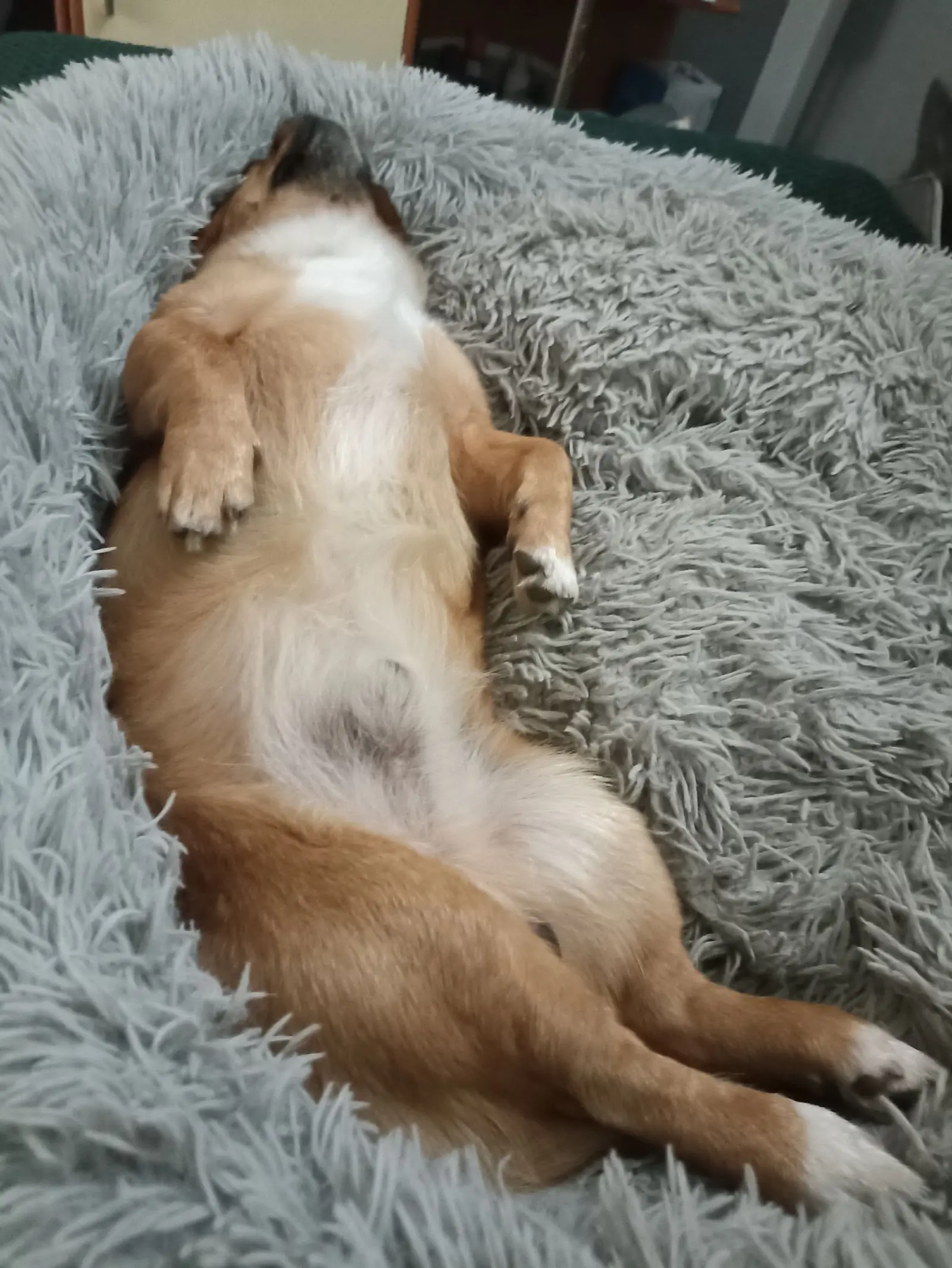 Kućni ljubimci, odmor, spavanje, foto čitatelja (24)