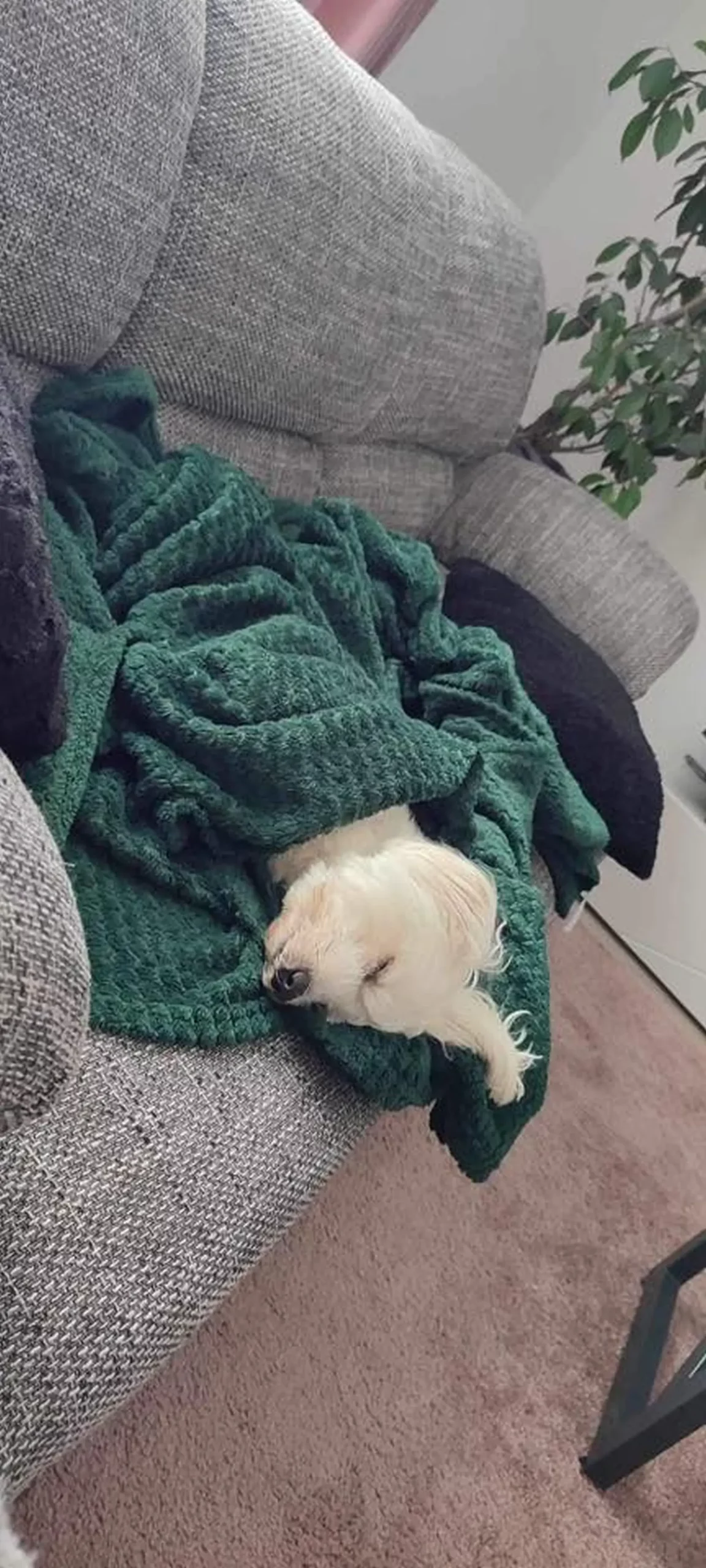 Kućni ljubimci, odmor, spavanje, foto čitatelja (25)