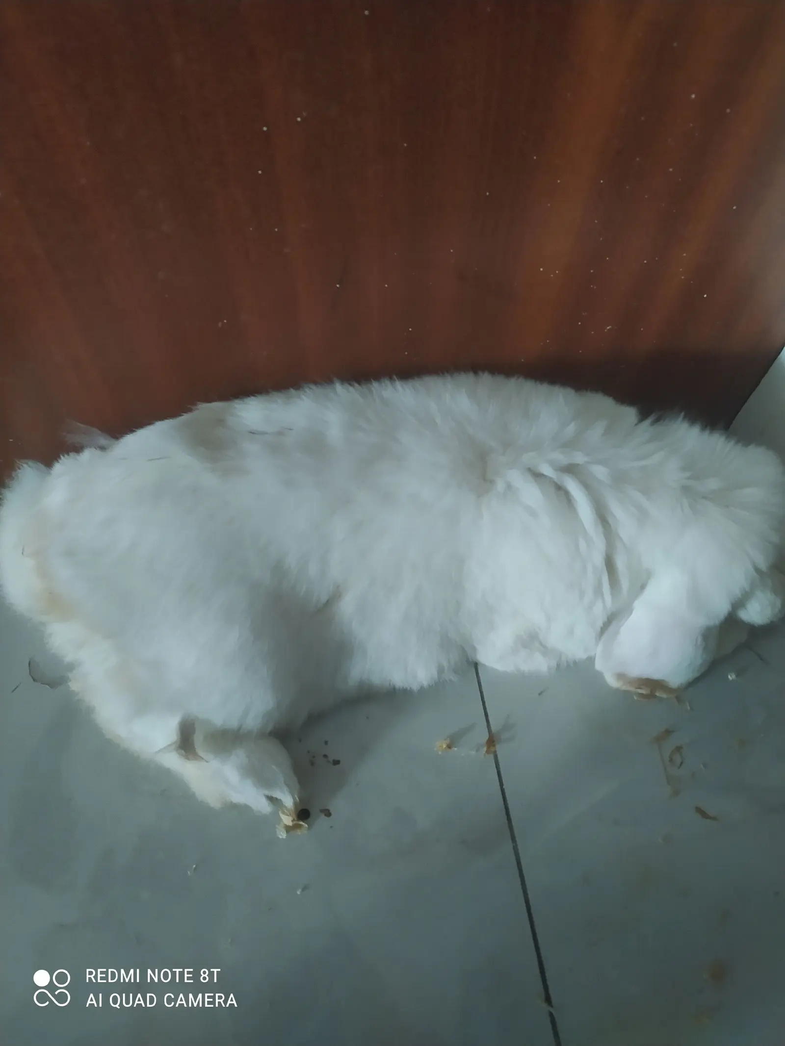 Kućni ljubimci, odmor, spavanje, foto čitatelja (26)