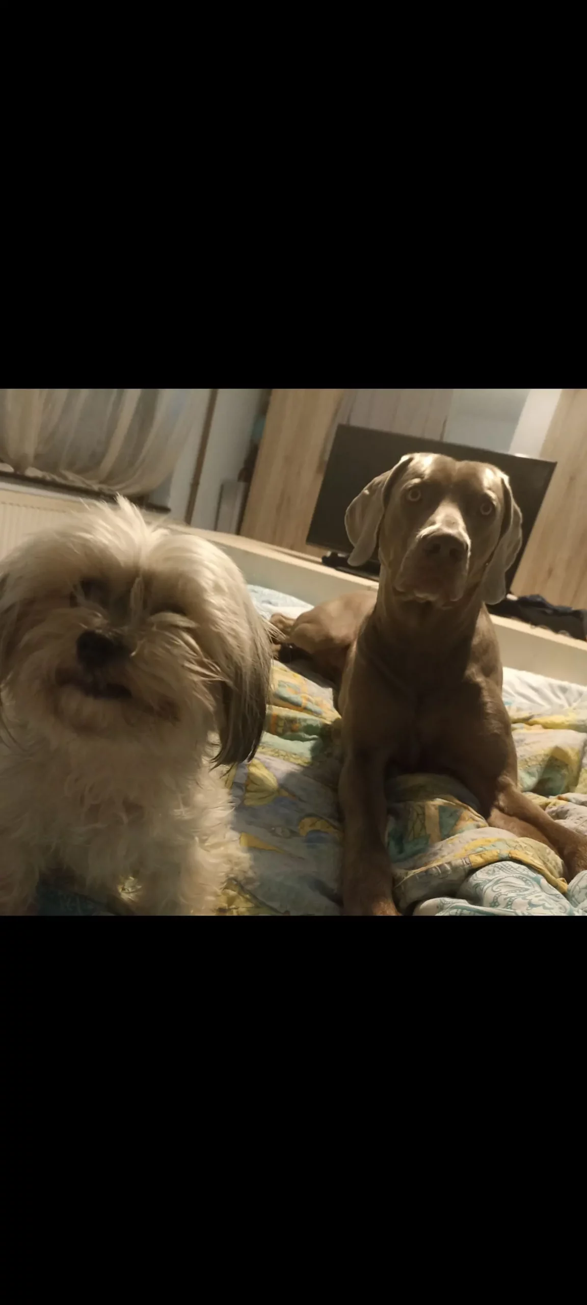 Kućni ljubimci, odmor, spavanje, foto čitatelja (27)