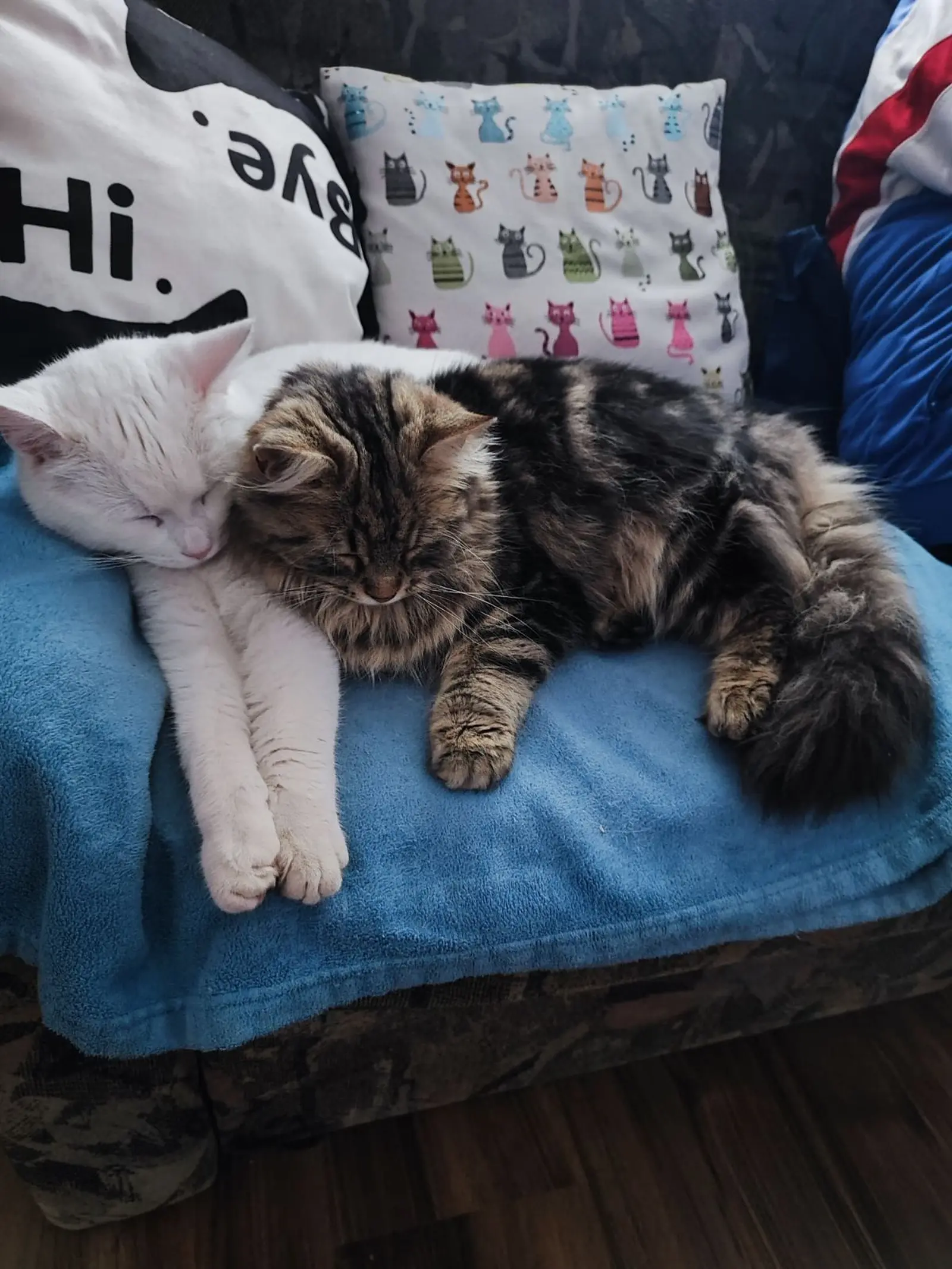 Kućni ljubimci, odmor, spavanje, foto čitatelja (28)