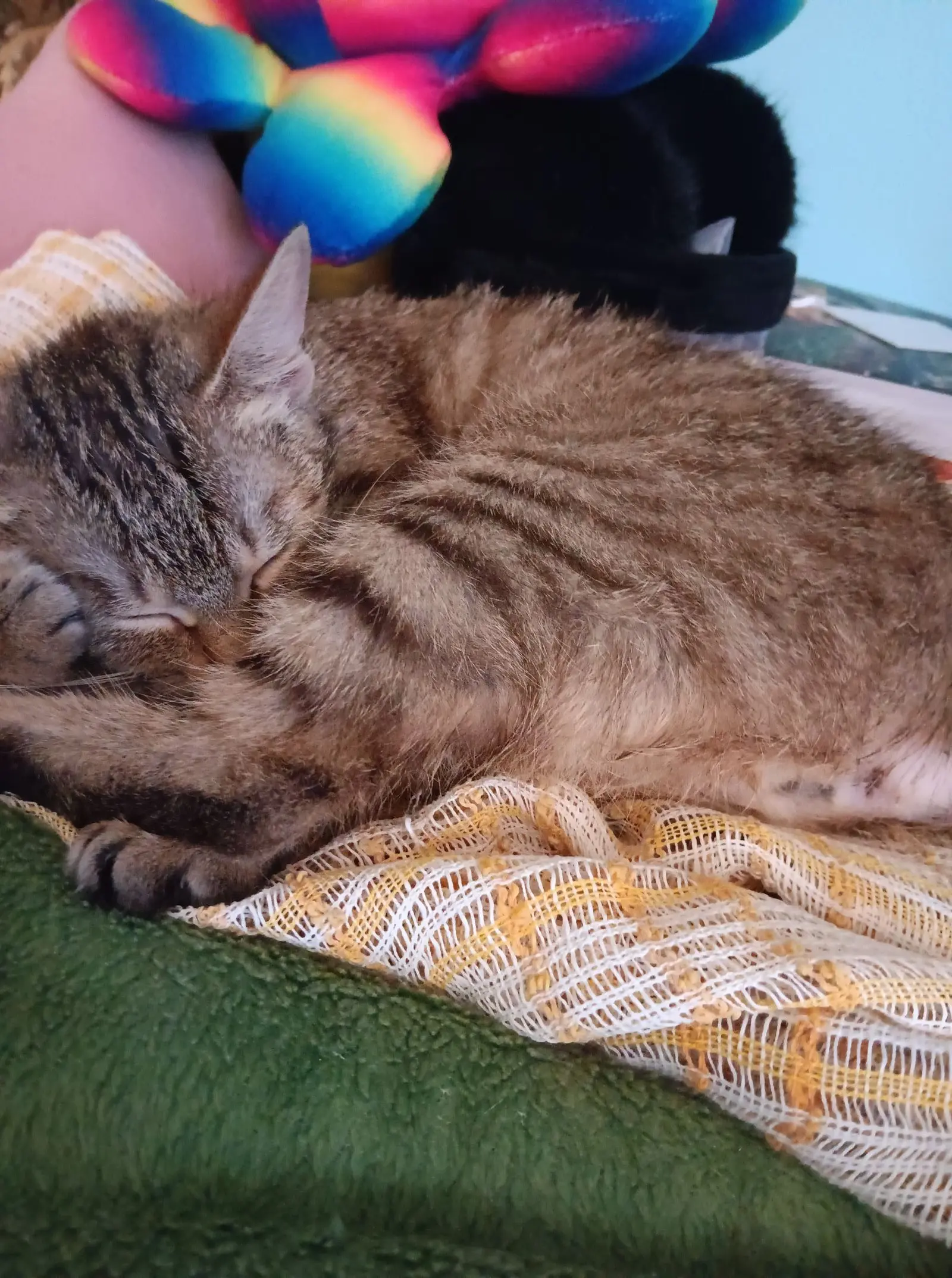 Kućni ljubimci, odmor, spavanje, foto čitatelja (29)