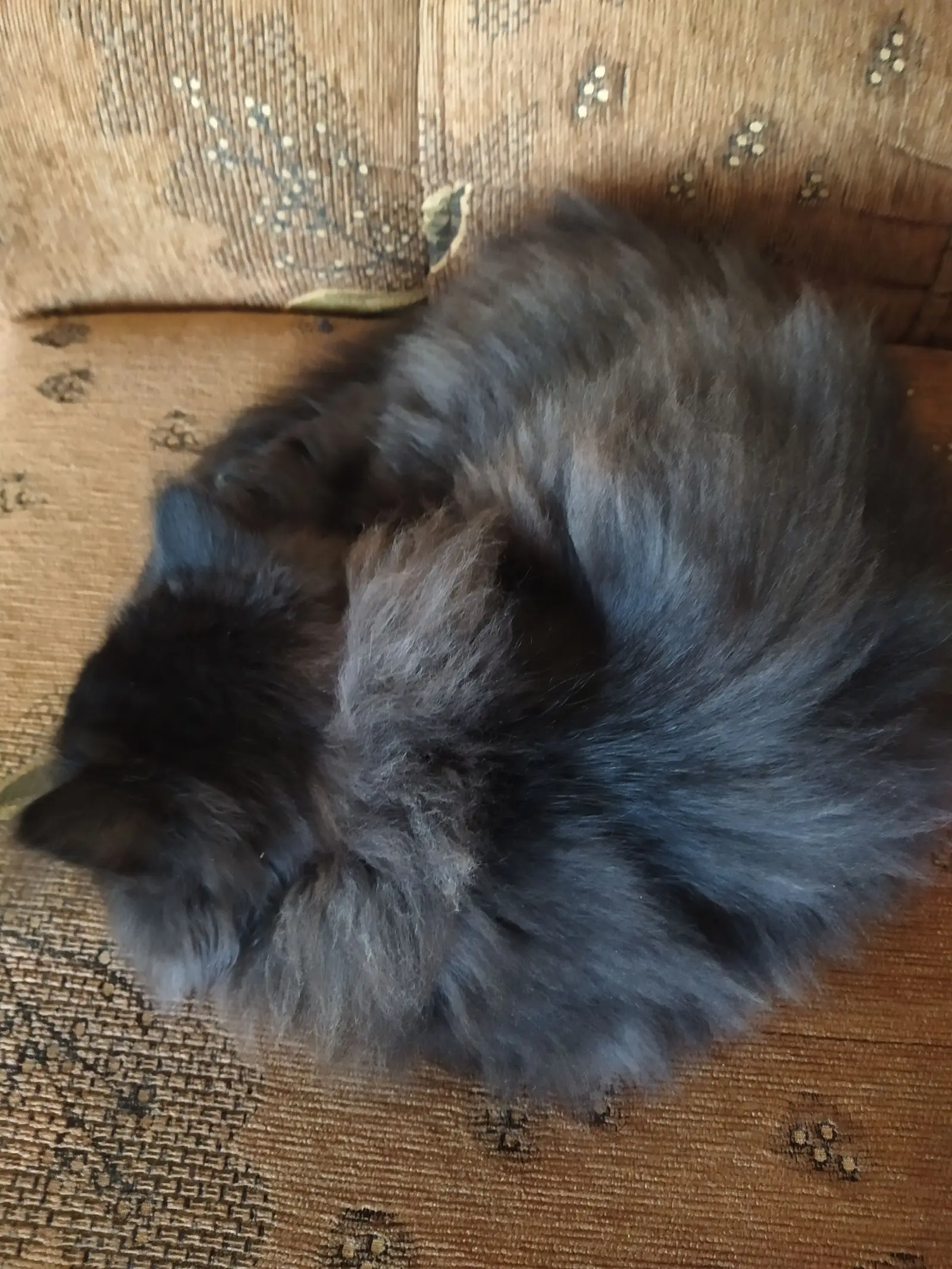 Kućni ljubimci, odmor, spavanje, foto čitatelja (3)