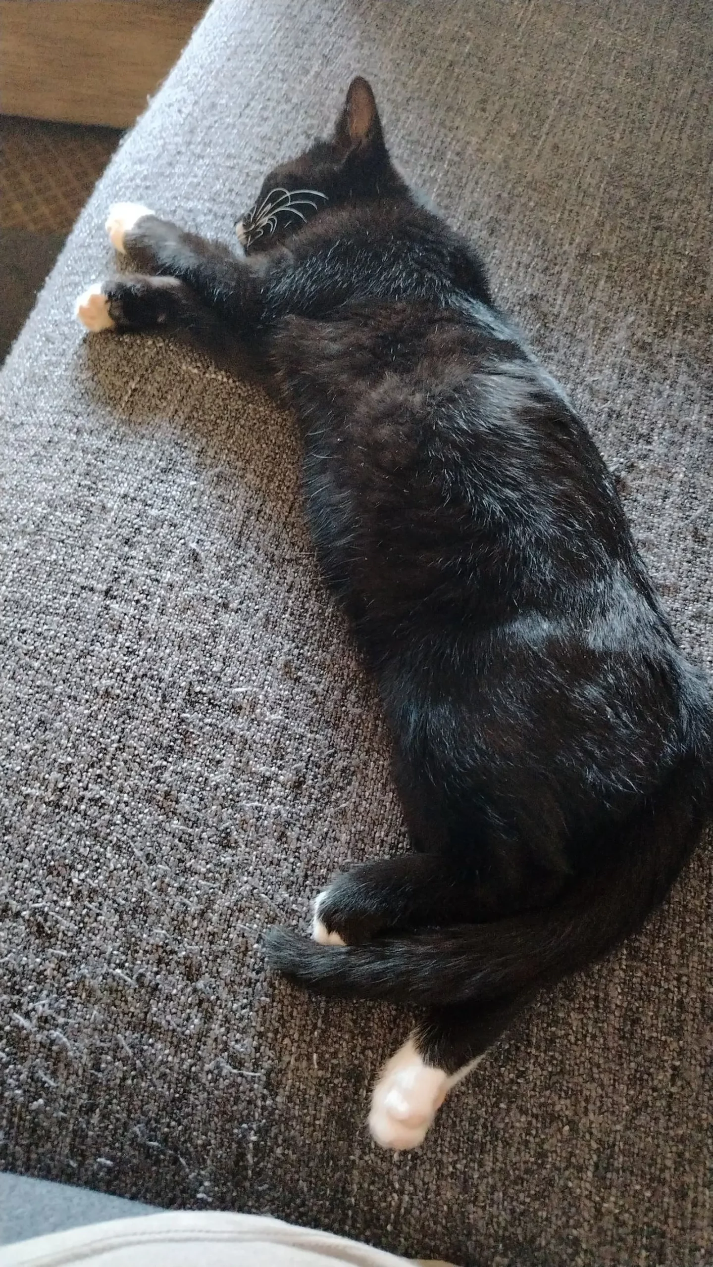 Kućni ljubimci, odmor, spavanje, foto čitatelja (30)