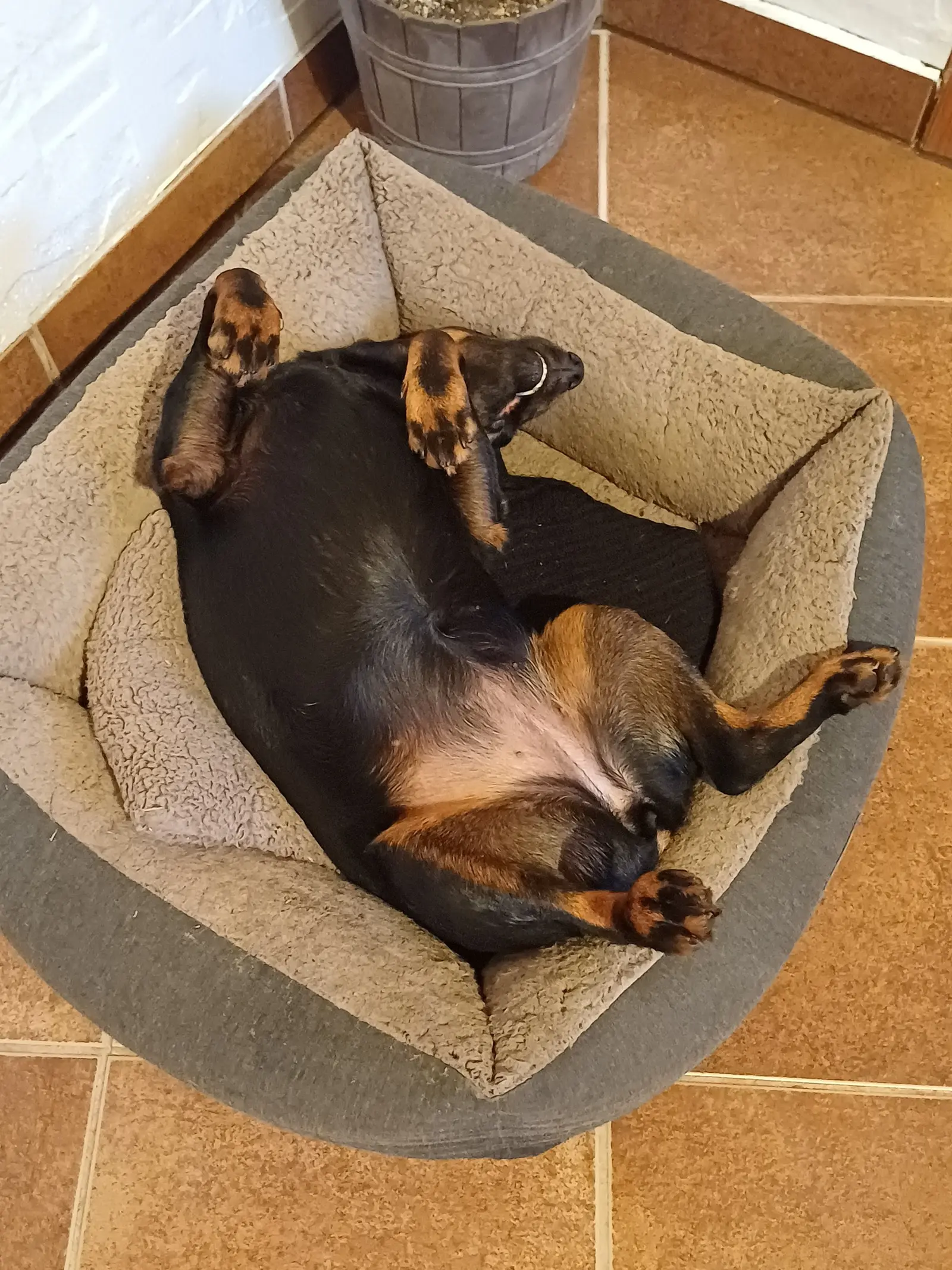 Kućni ljubimci, odmor, spavanje, foto čitatelja (31)