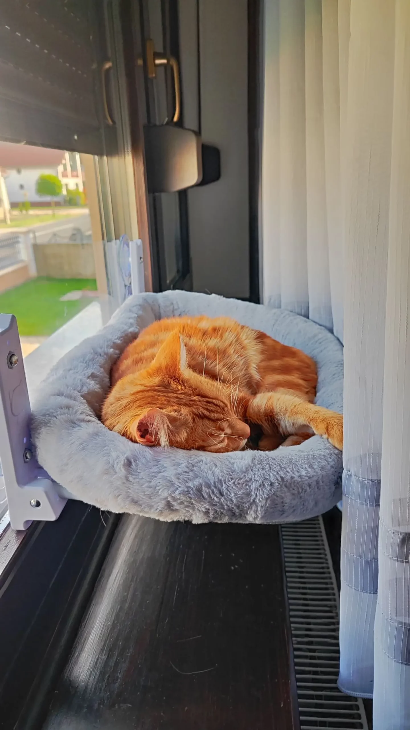 Kućni ljubimci, odmor, spavanje, foto čitatelja (32)