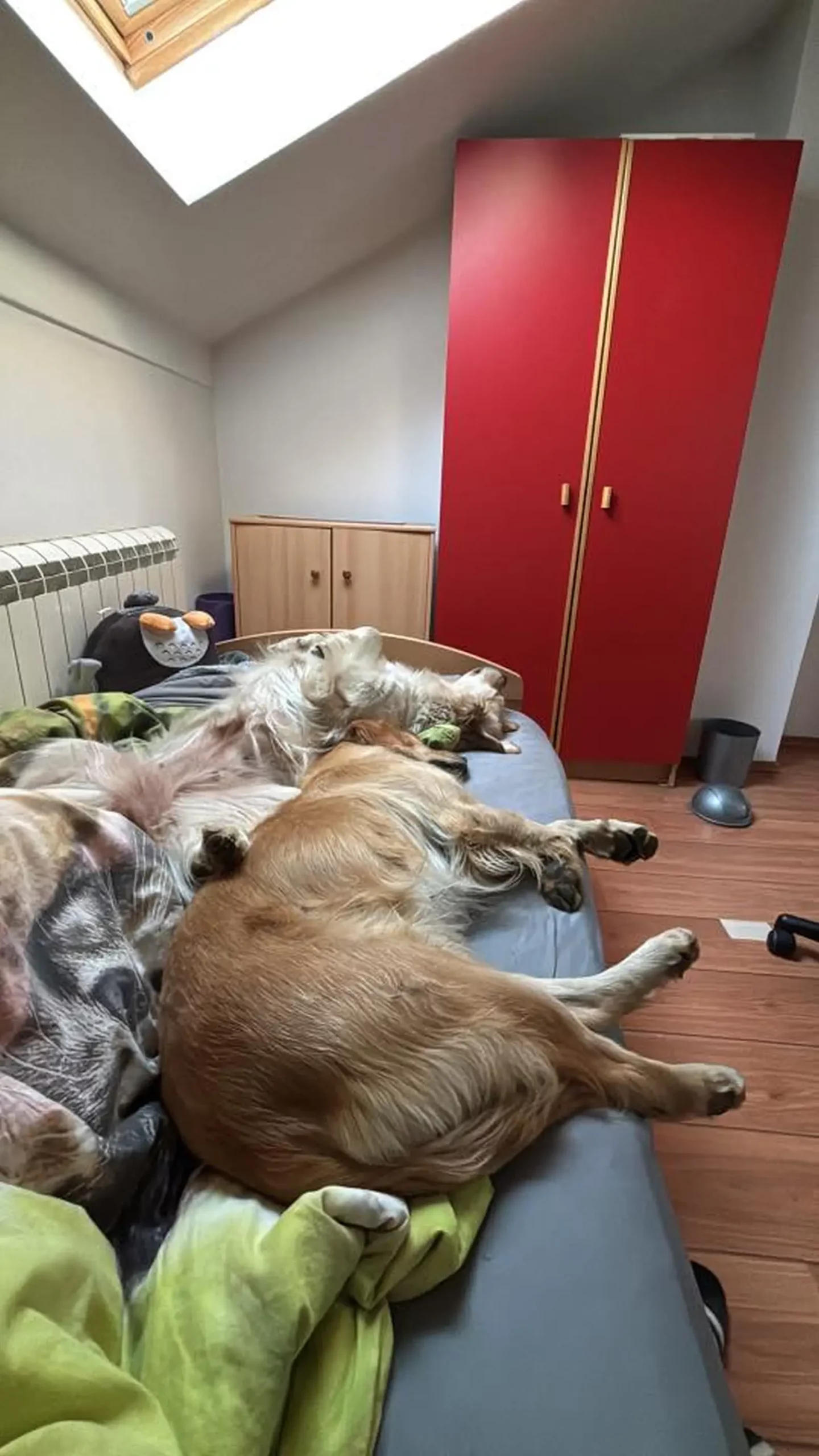 Kućni ljubimci, odmor, spavanje, foto čitatelja (33)