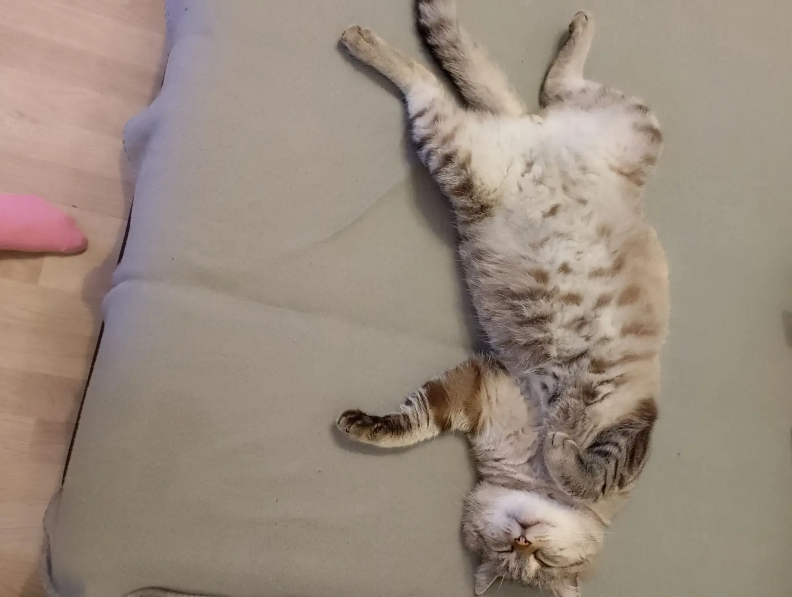 Kućni ljubimci, odmor, spavanje, foto čitatelja (34)