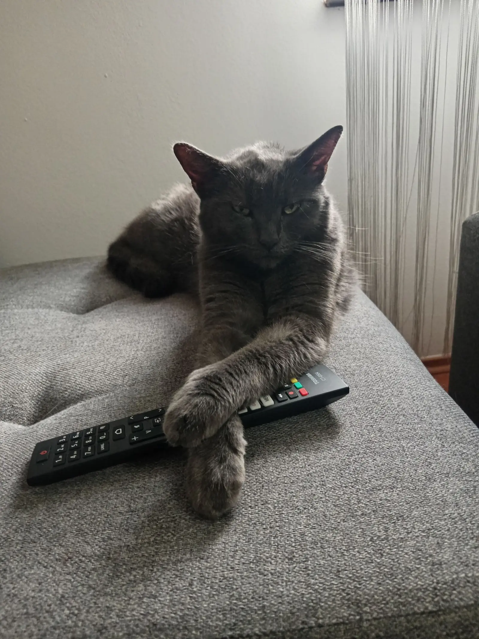 Kućni ljubimci, odmor, spavanje, foto čitatelja (35)