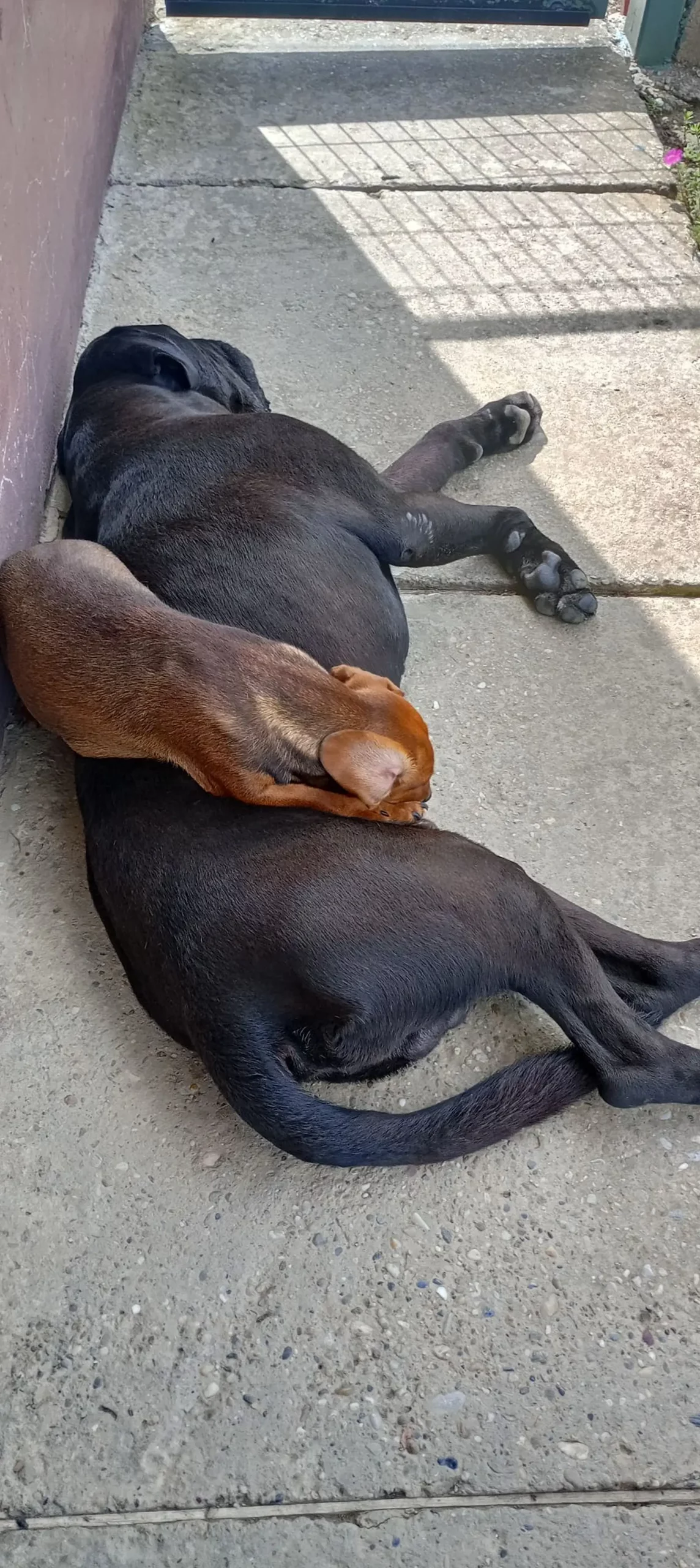 Kućni ljubimci, odmor, spavanje, foto čitatelja (36)