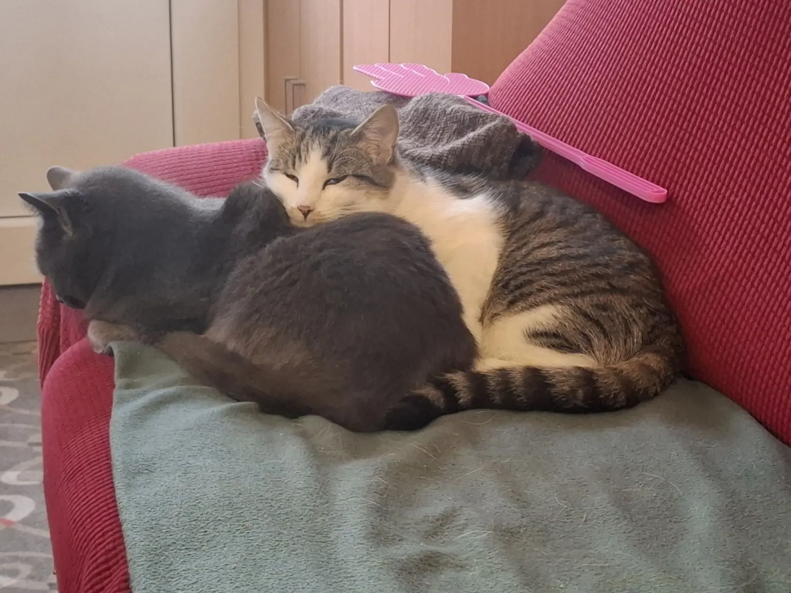 Kućni ljubimci, odmor, spavanje, foto čitatelja (37)