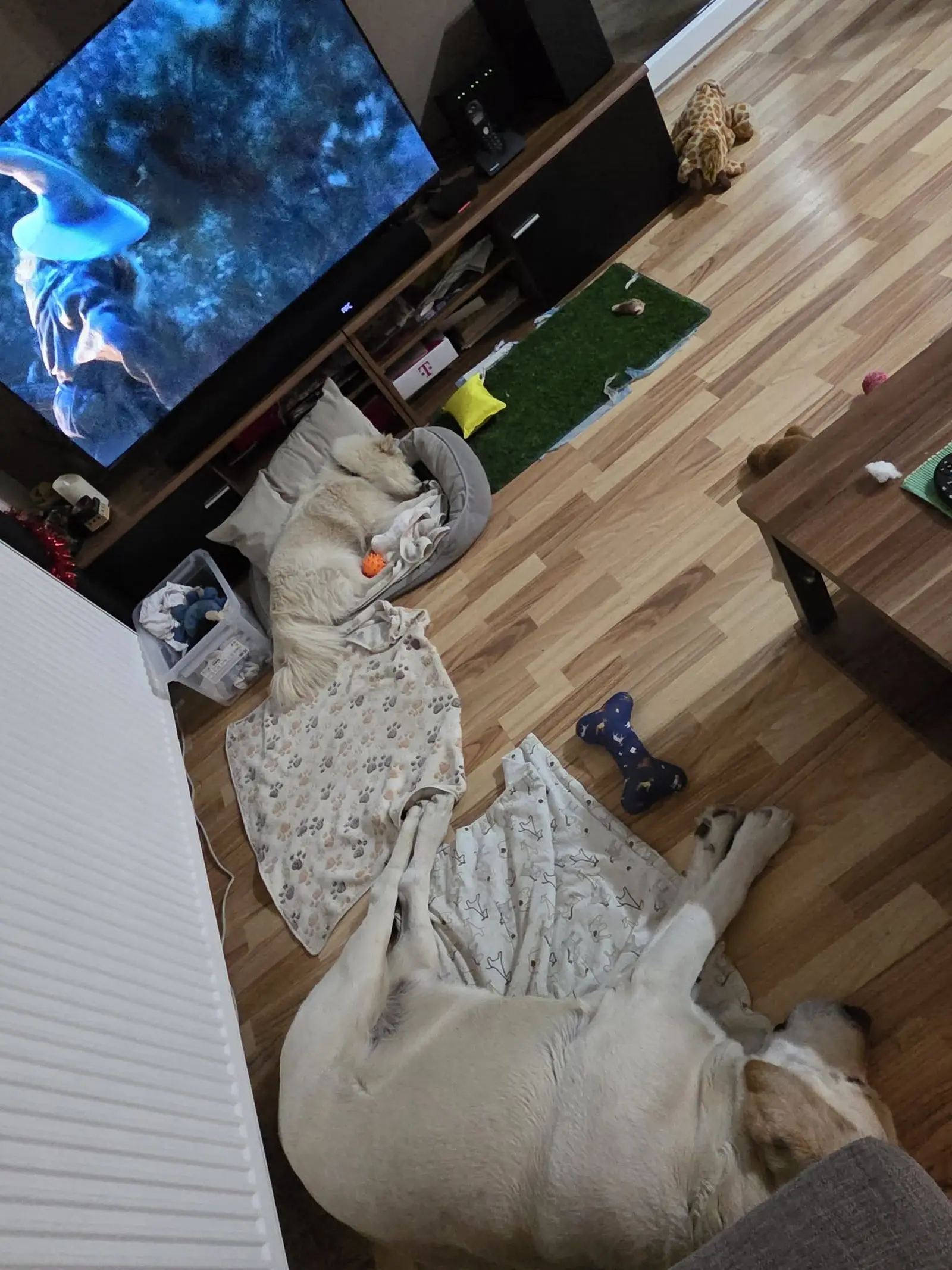 Kućni ljubimci, odmor, spavanje, foto čitatelja (38)