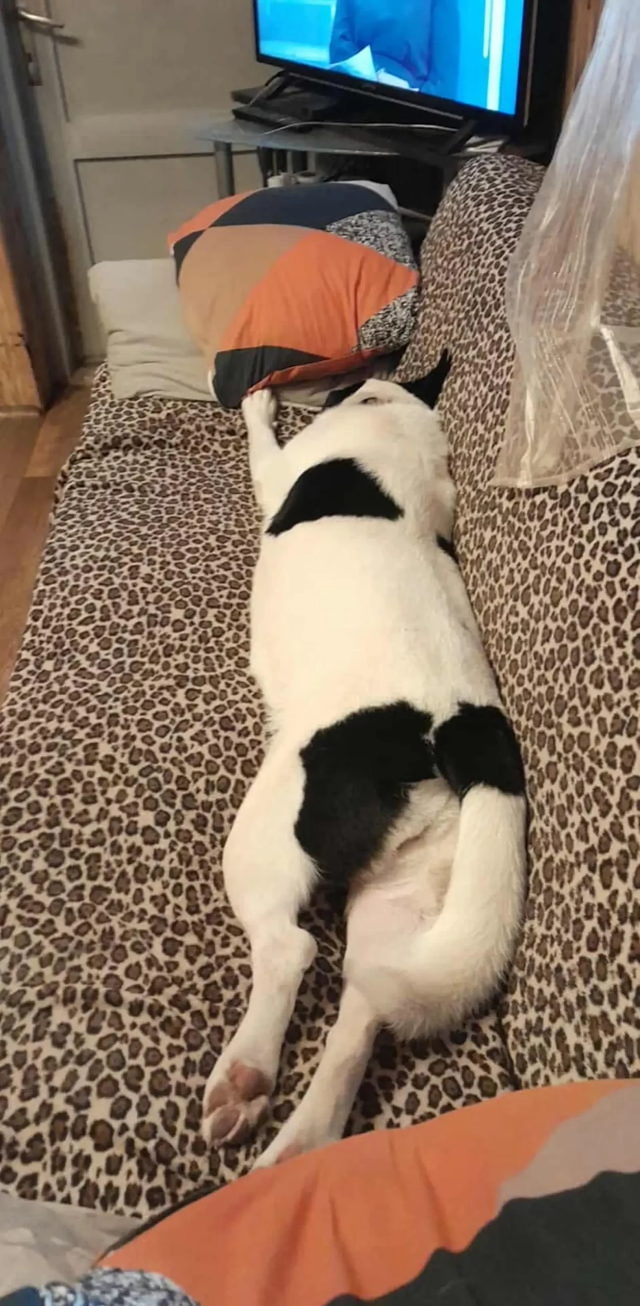 Kućni ljubimci, odmor, spavanje, foto čitatelja (39)