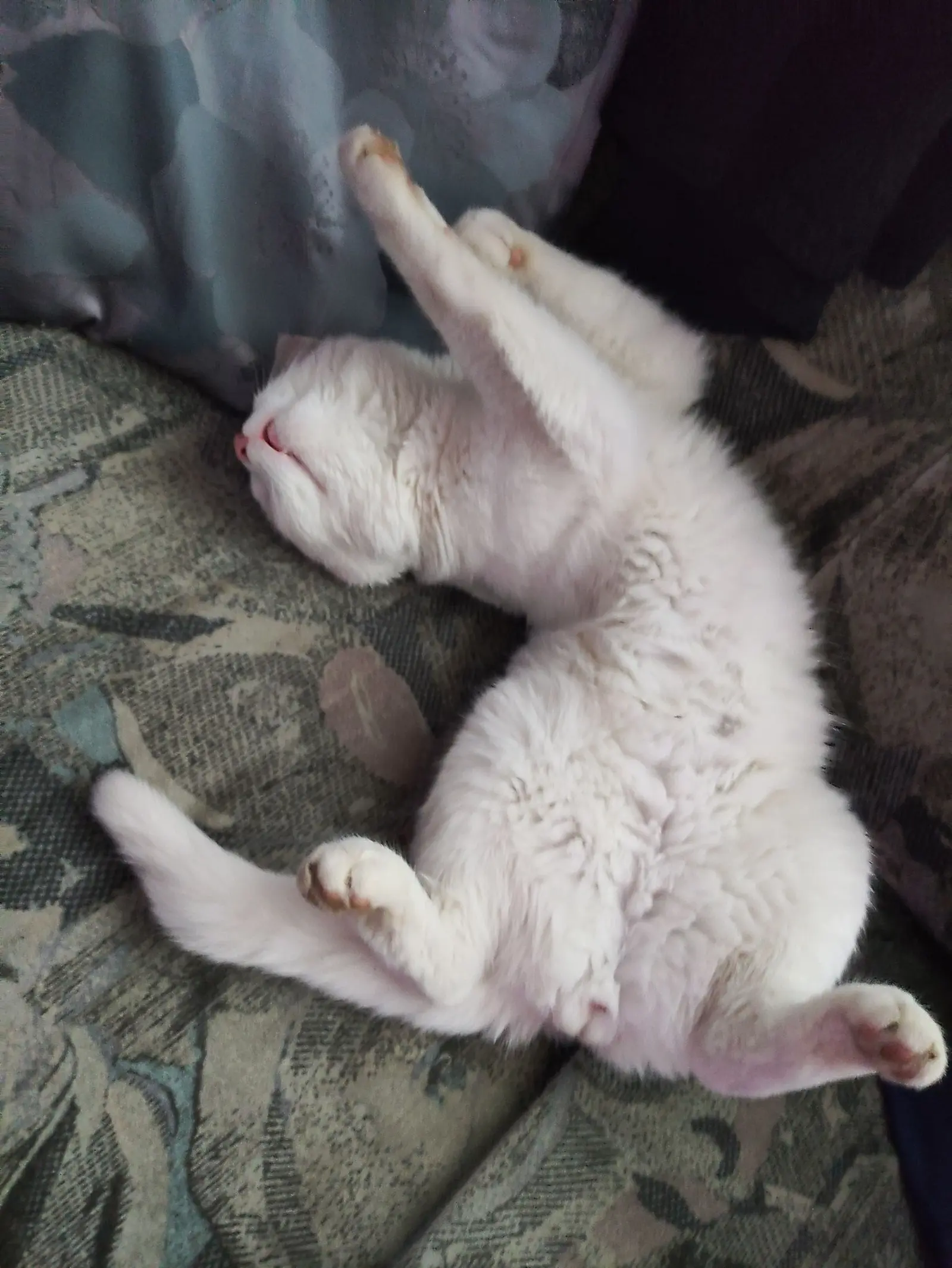 Kućni ljubimci, odmor, spavanje, foto čitatelja (4)