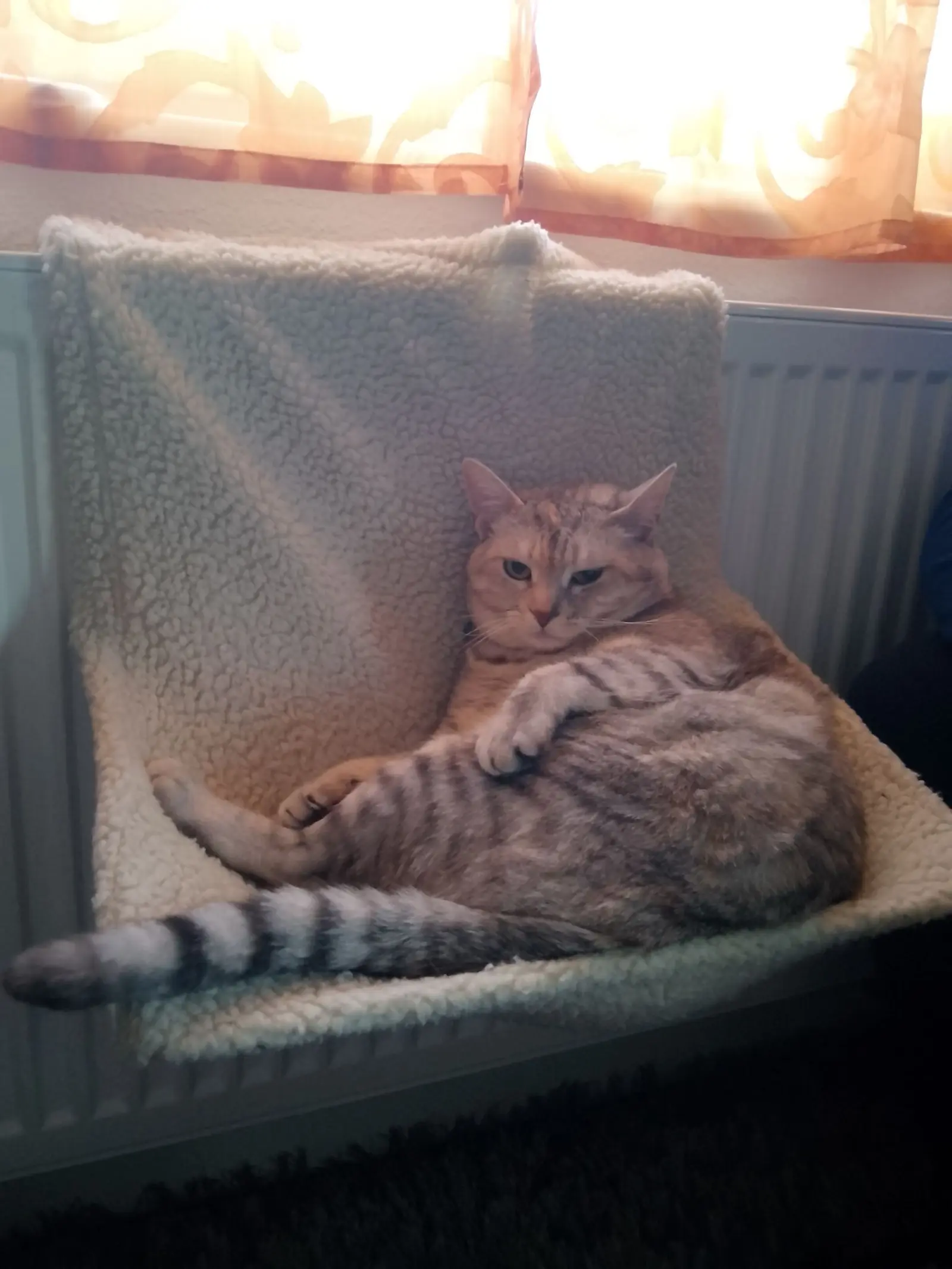 Kućni ljubimci, odmor, spavanje, foto čitatelja (40)