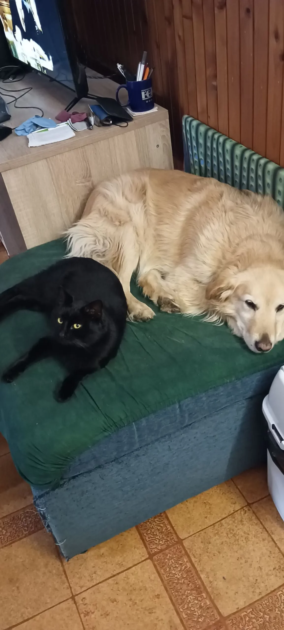 Kućni ljubimci, odmor, spavanje, foto čitatelja (41)