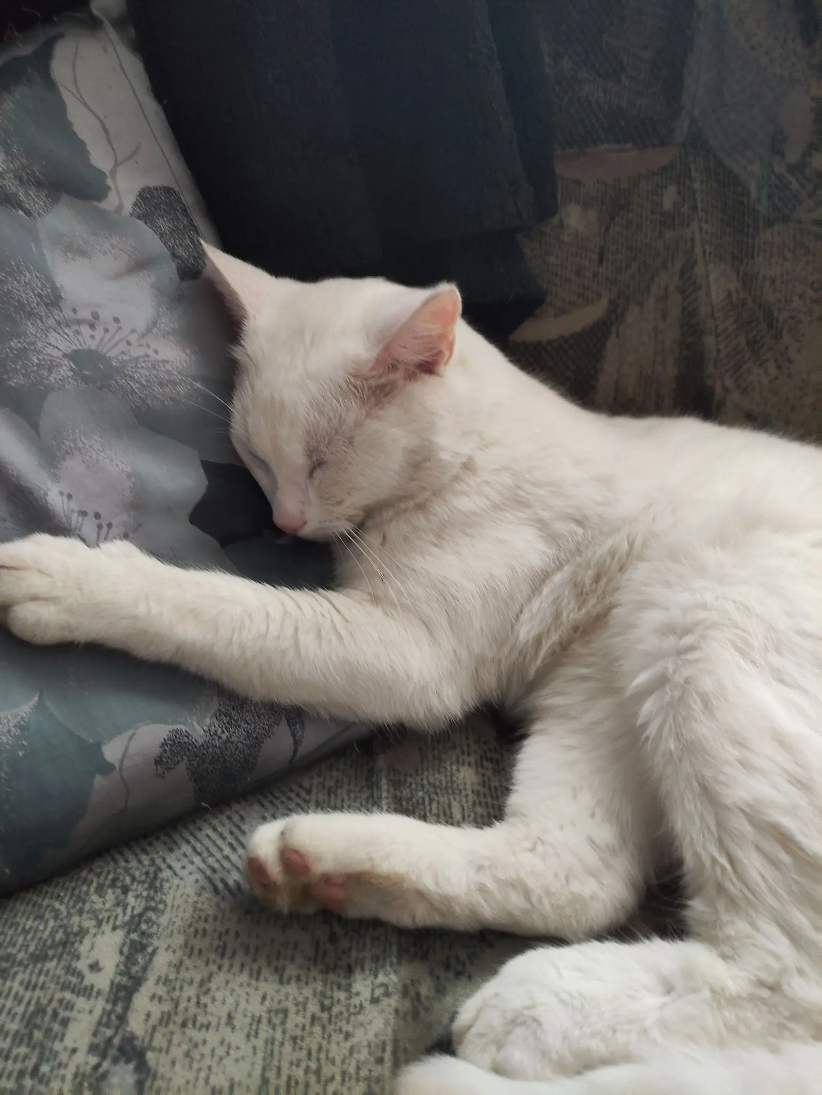 Kućni ljubimci, odmor, spavanje, foto čitatelja (42)