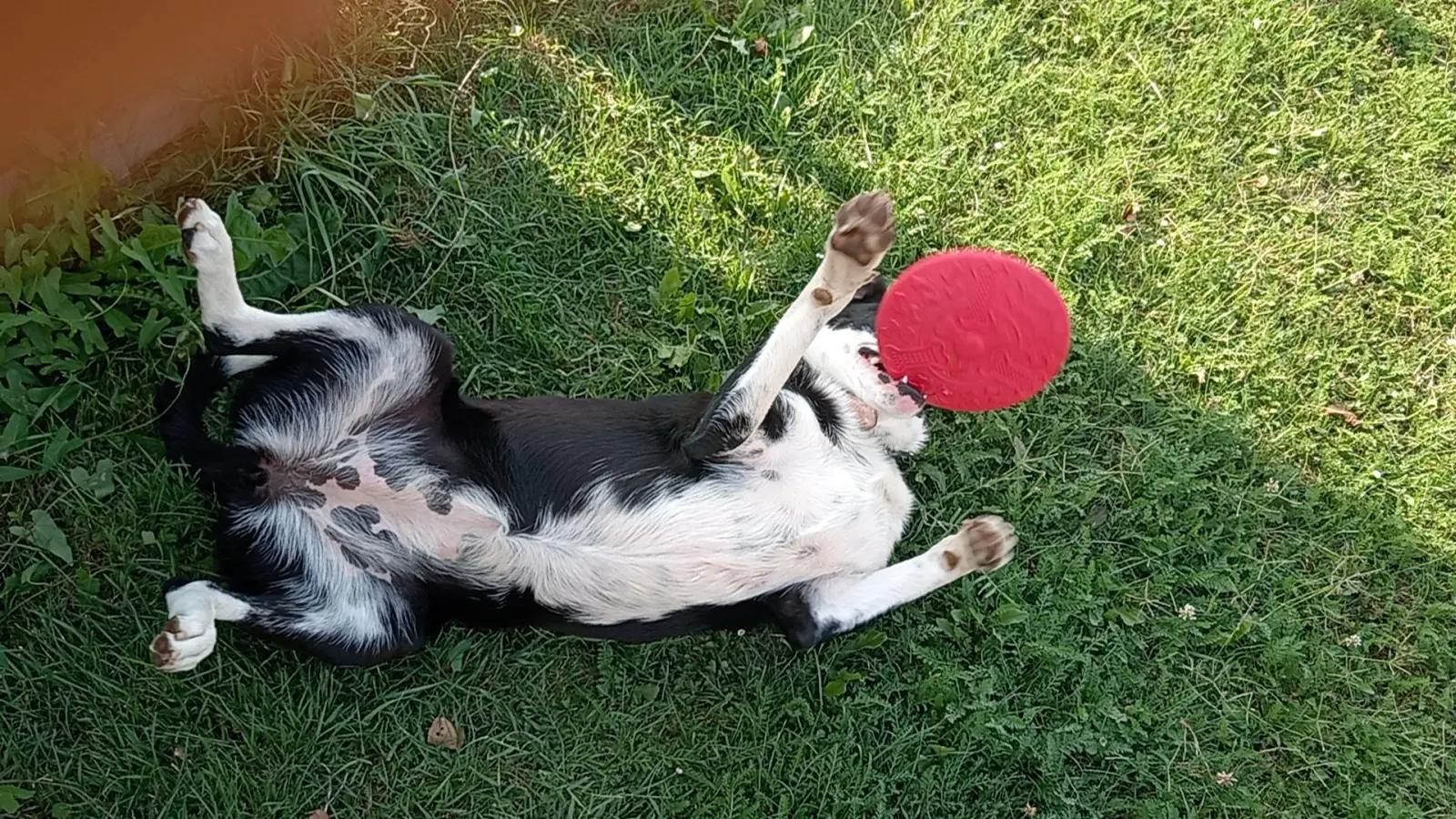 Kućni ljubimci, odmor, spavanje, foto čitatelja (43)